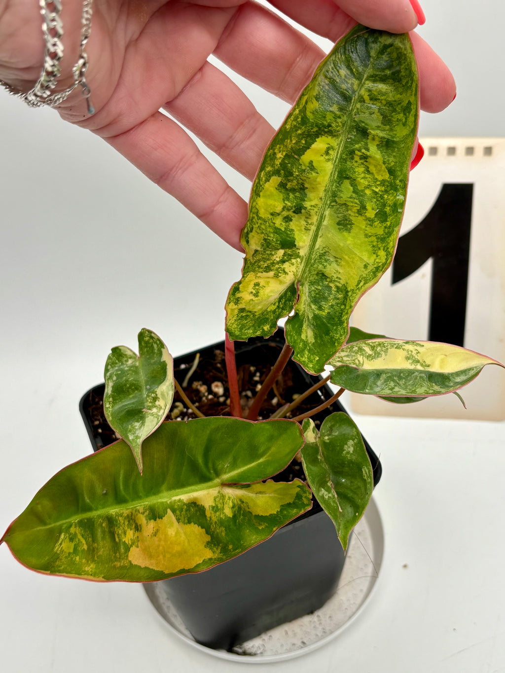 Philodendron Billietiae Variegata
