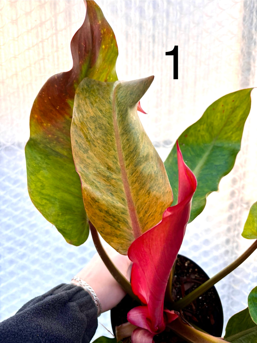 Philodendron Orange Marmalade Pflanze von Exotic-Flowers mit orangefarbenen Blättern, grünem Laub und dekorativem Wuchs