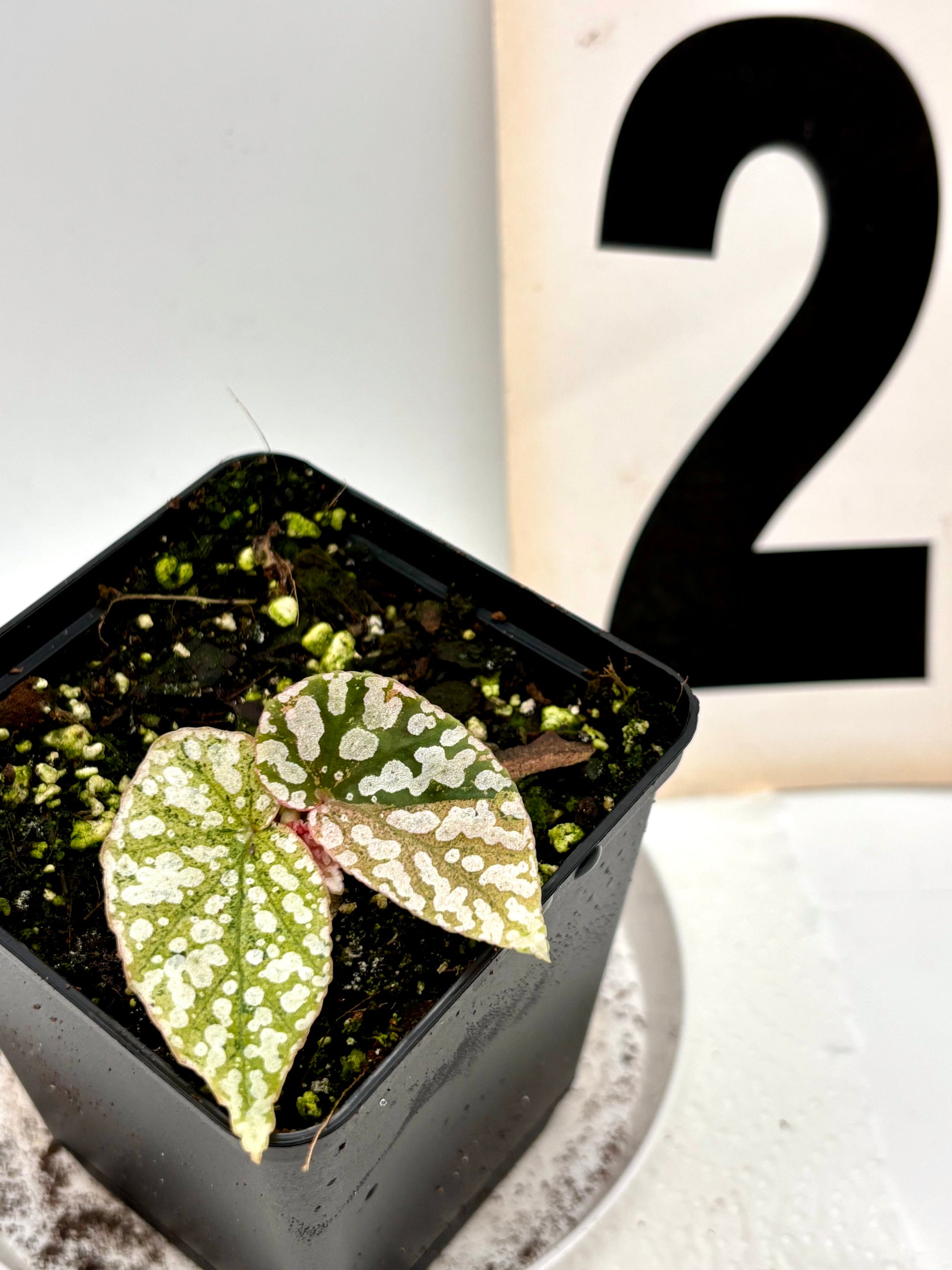 Begonia Snowcap Variegata