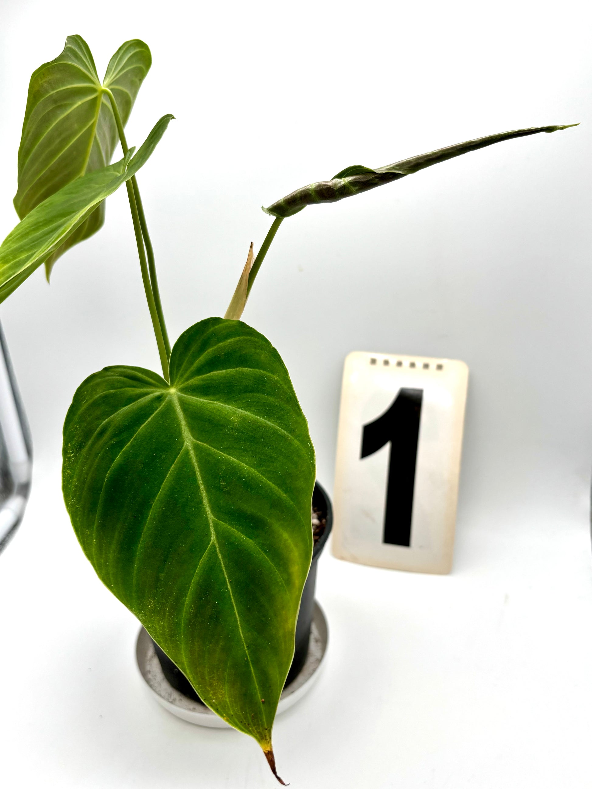 Philodendron Splendid