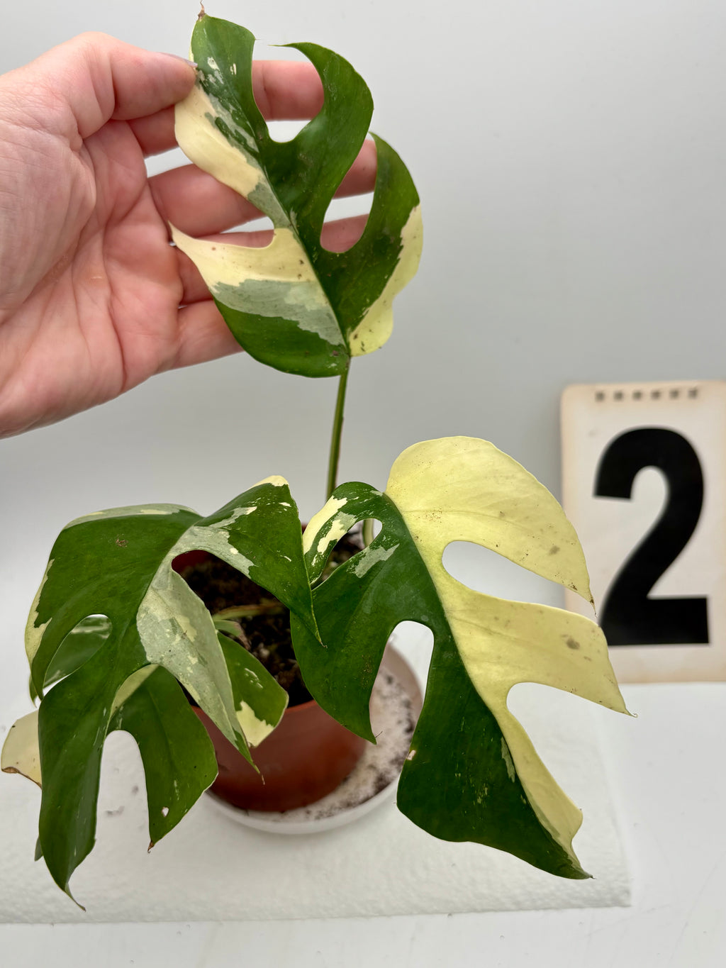 Rhaphidophora Tetrasperma Albo Variegata, auch Monstera Minima, mit grünen und weißen variegierten Blättern, im Topf.