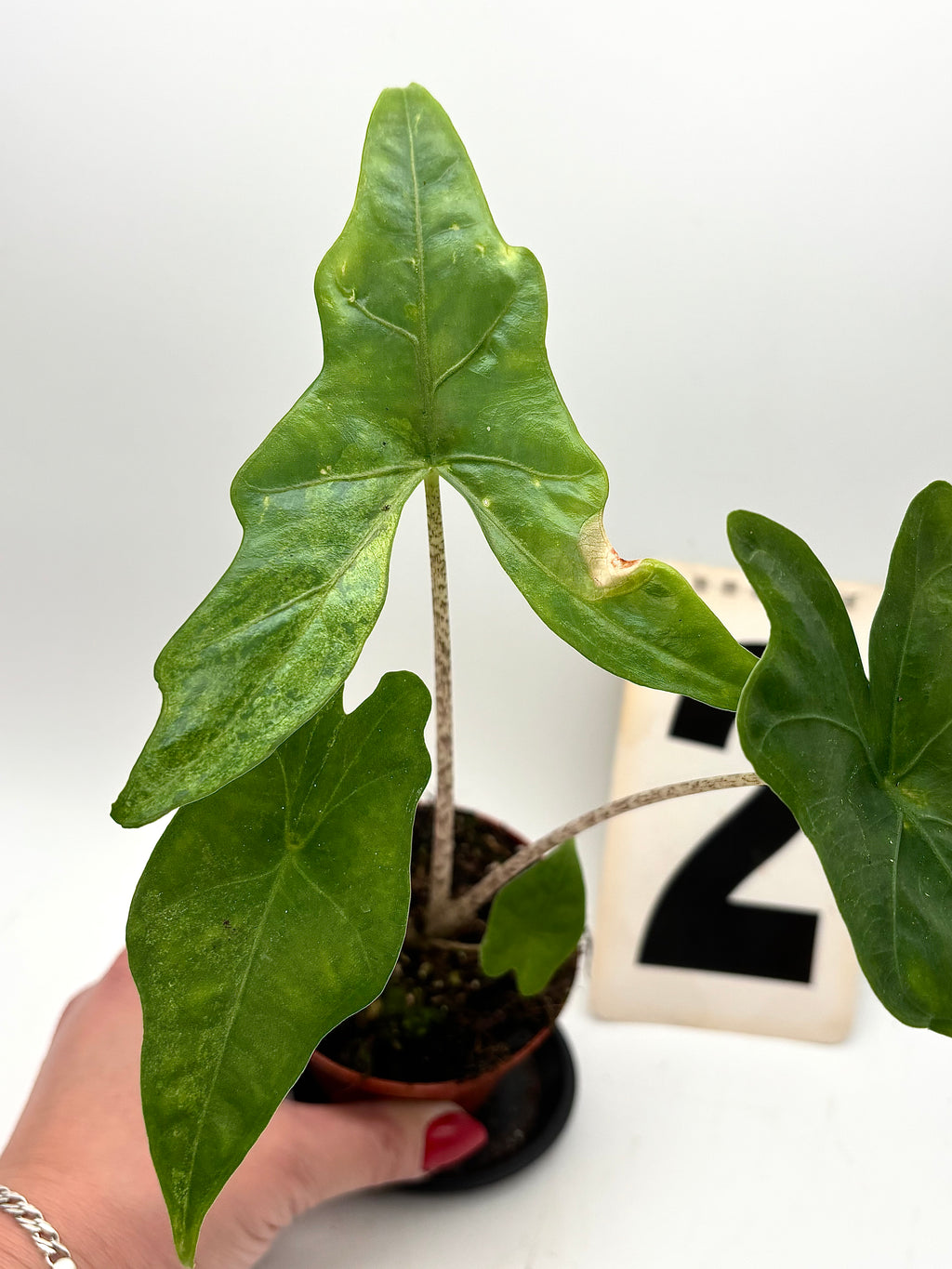 Alocasia Batwing Variegata