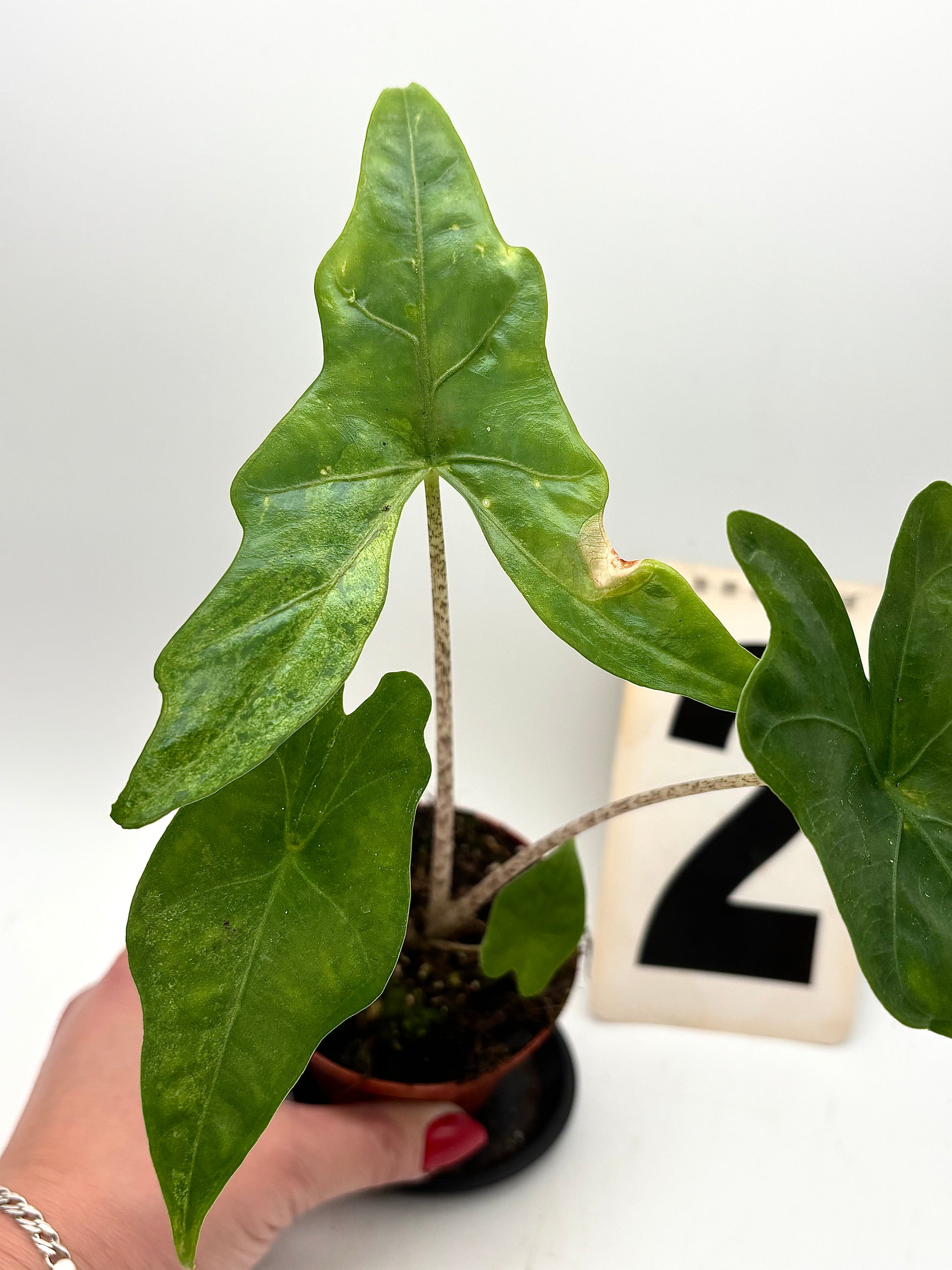 Alocasia Batwing Variegata