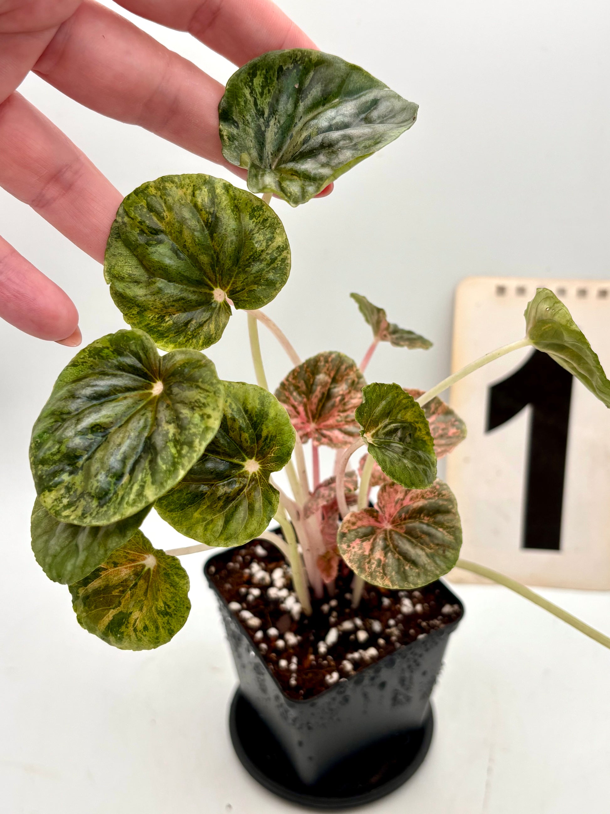Peperomia Candora Variegata