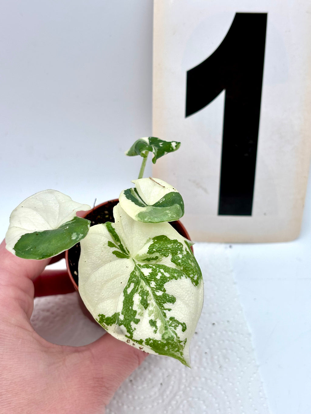 Alocasia Melo Albo Variegata