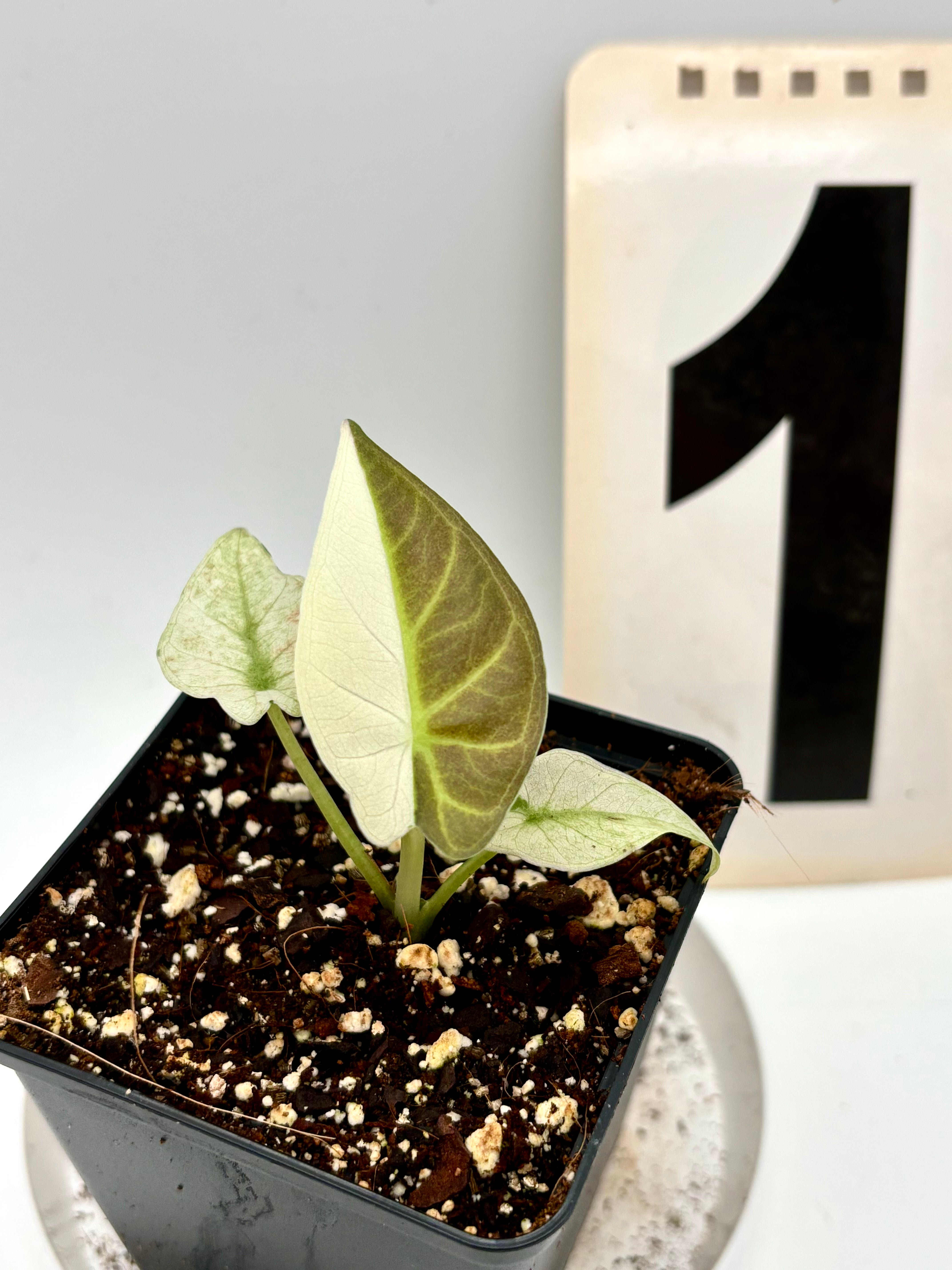 Alocasia Regal Shield Albo Variegata – Exotic-Flowers