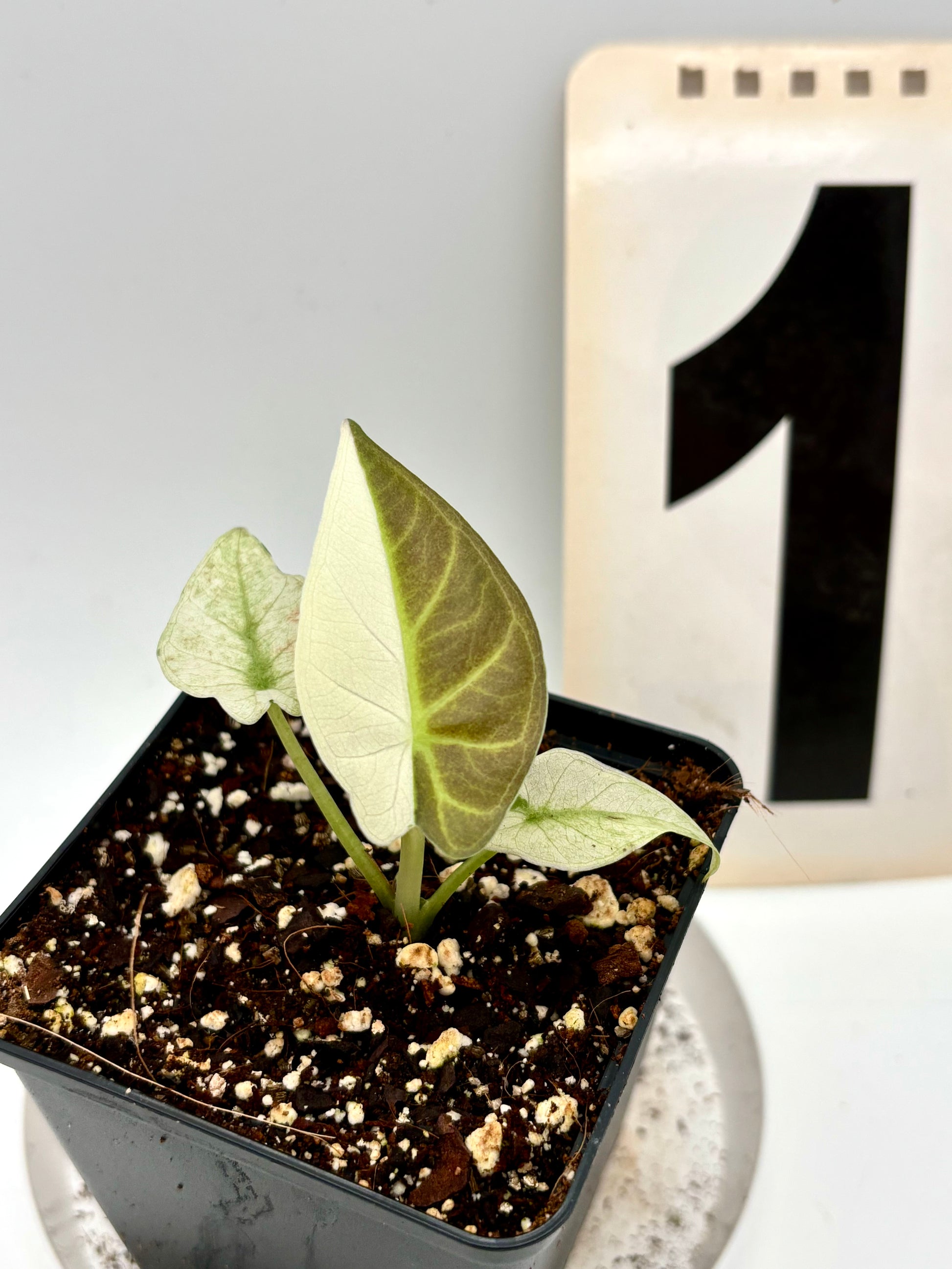 Alocasia Regal Shield Albo Variegata