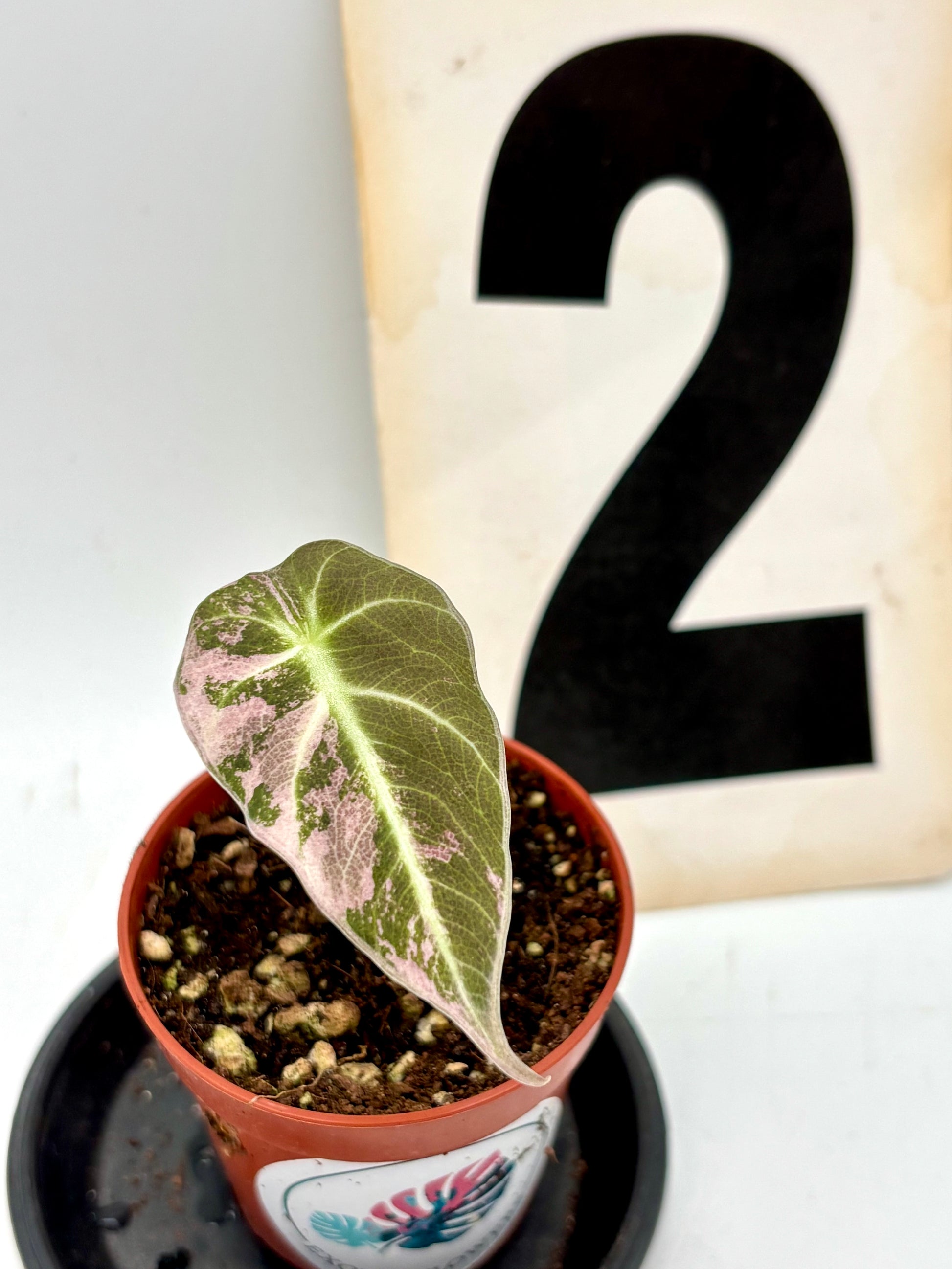 Alocasia Black Velvet Variegata