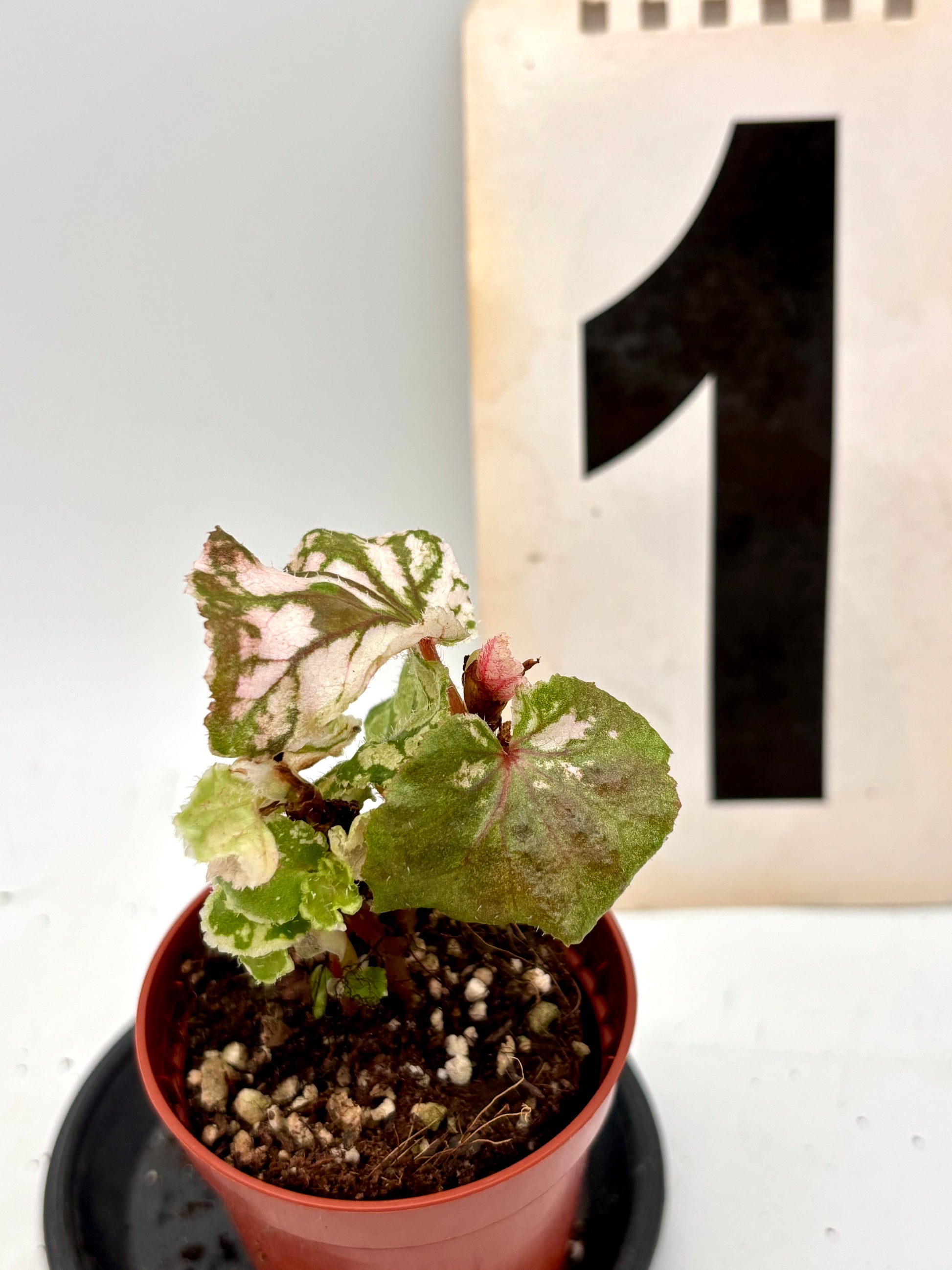 Begonia Midnight Sun