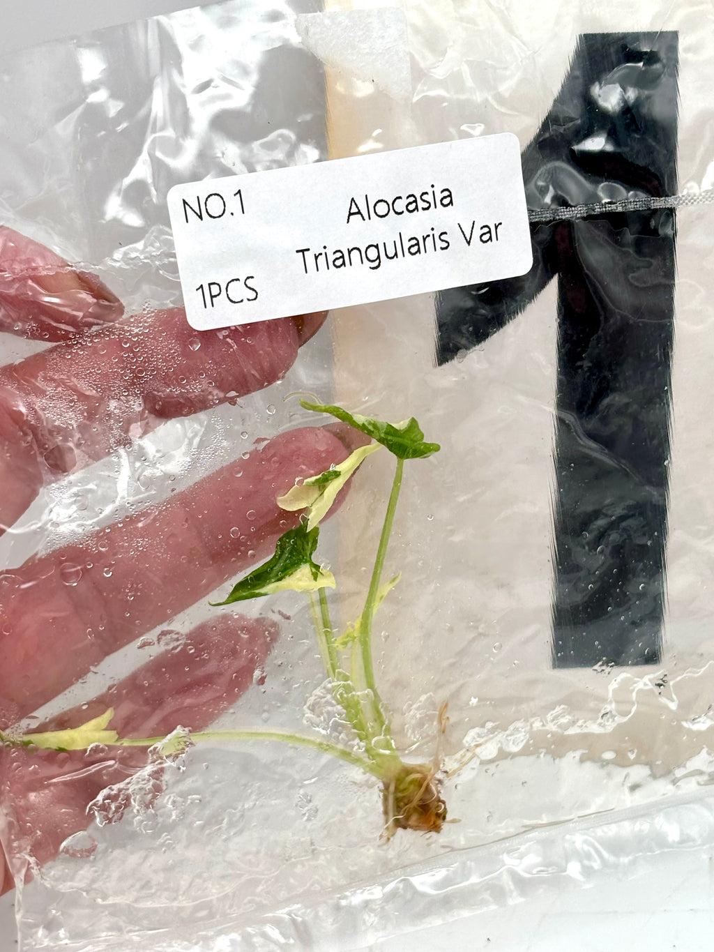 TC - Alocasia Cucullata Crinkles Variegata / Triangularis Variegata
