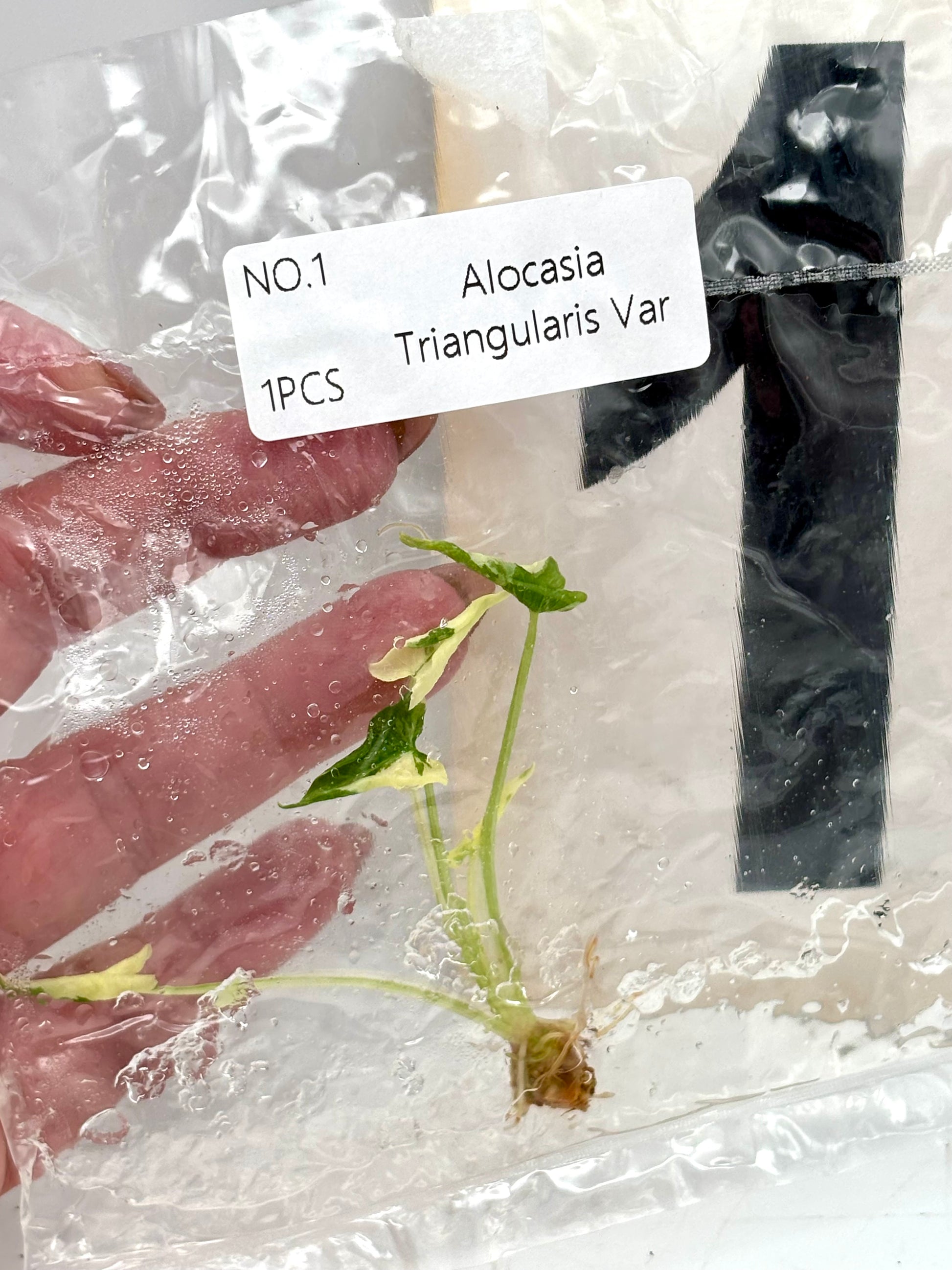 TC - Alocasia Cucullata Crinkles Variegata / Triangularis Variegata