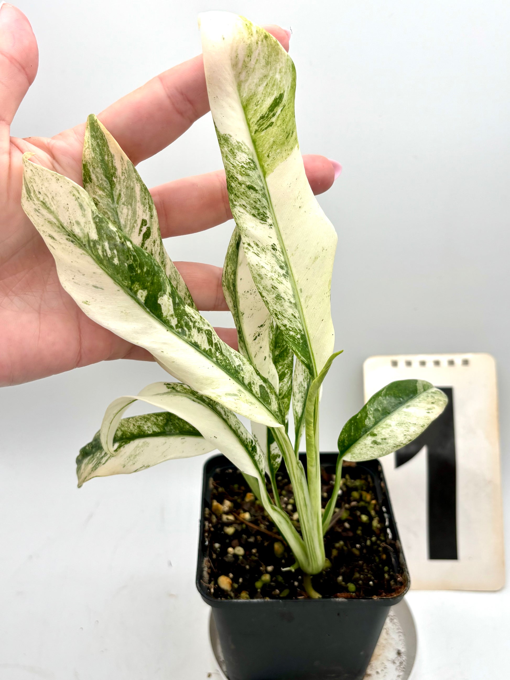 Epipremnum Giganteum Variegata