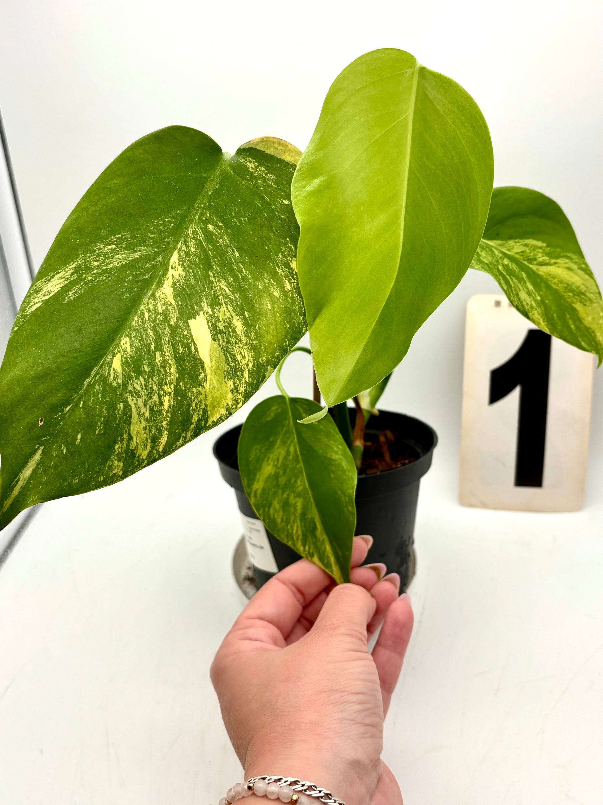 Monstera Aurea Variegata