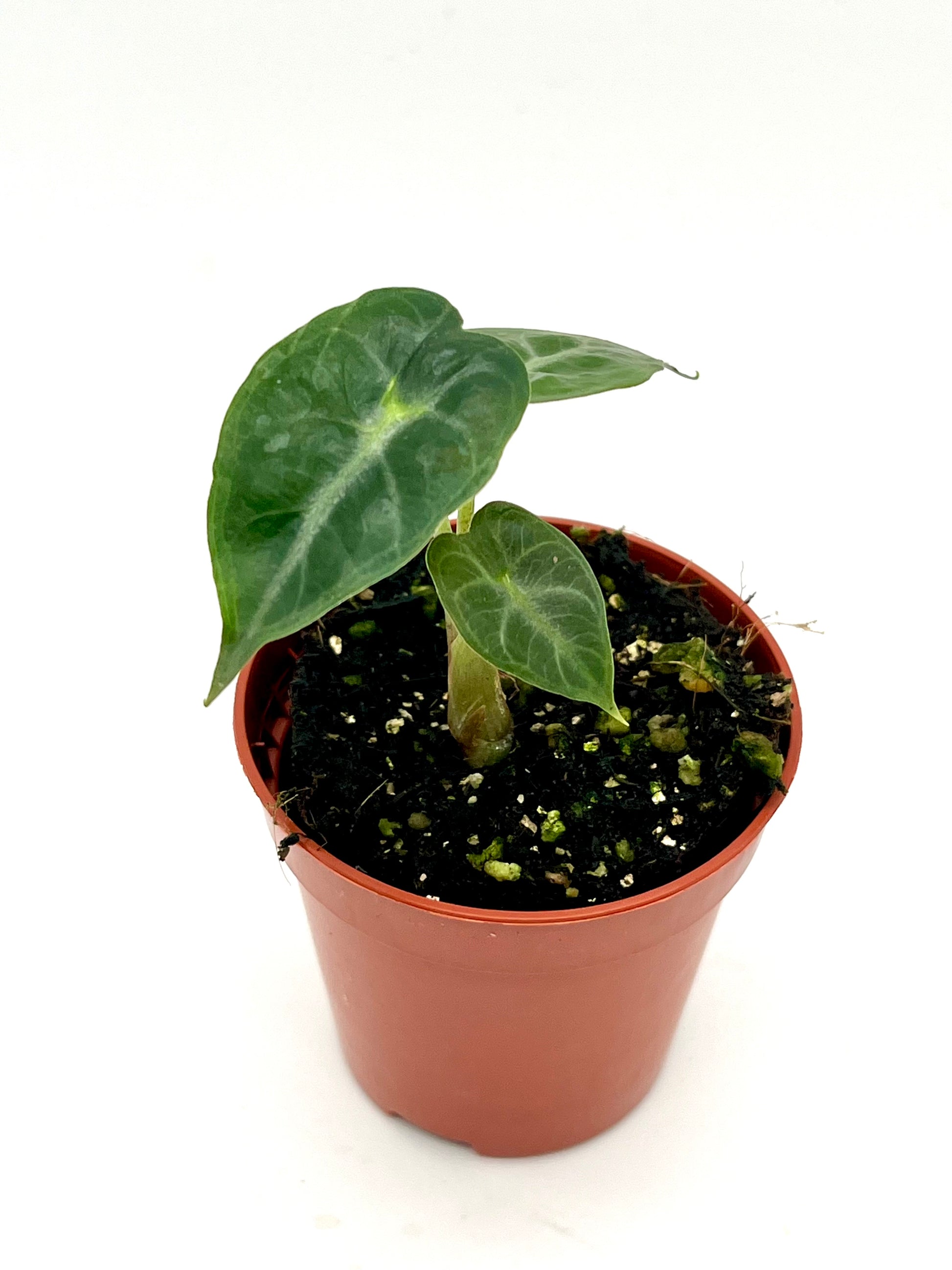 Alocasia Parasol