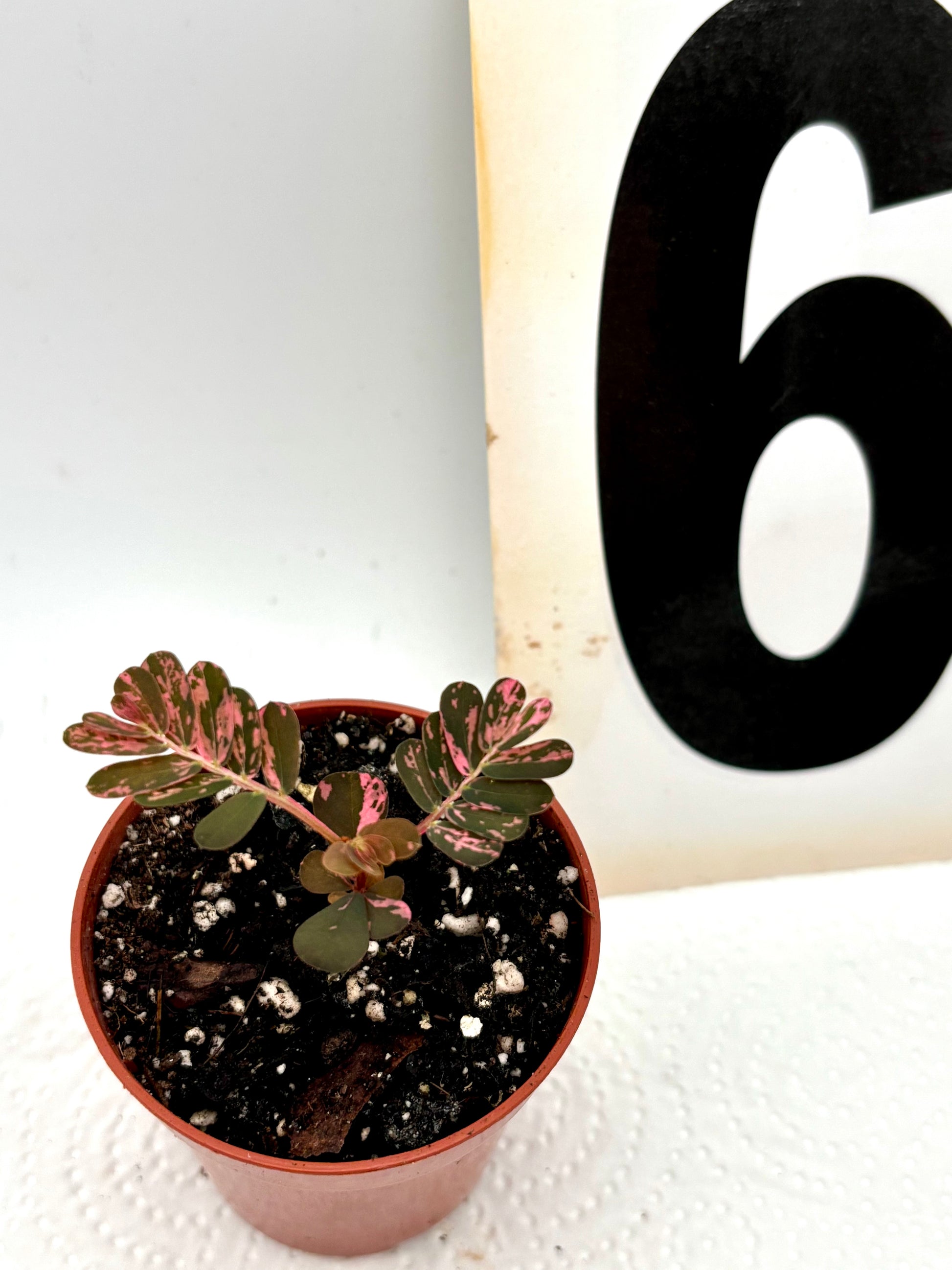 Phyllanthus Urinaria Pink Variegata - Exotic-Flowers
