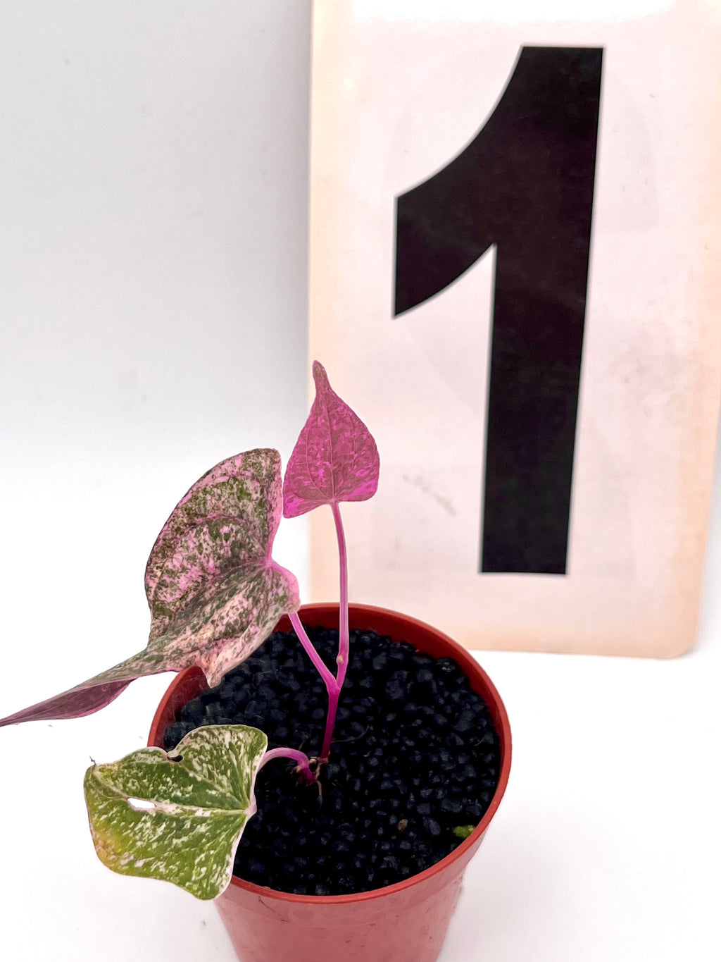 Dioscorea Pixel