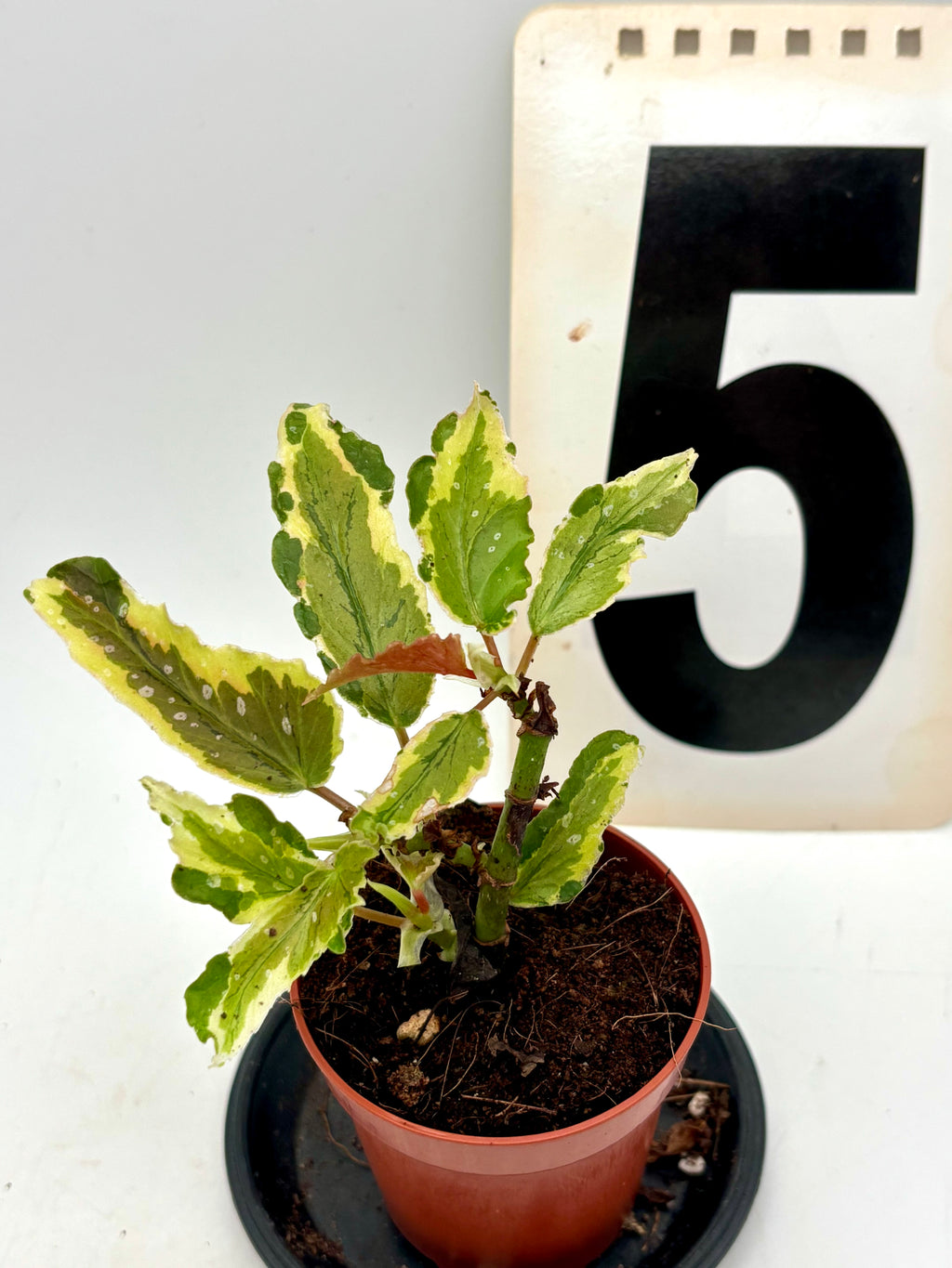 Begonia Dainty Spray Sport Variegata