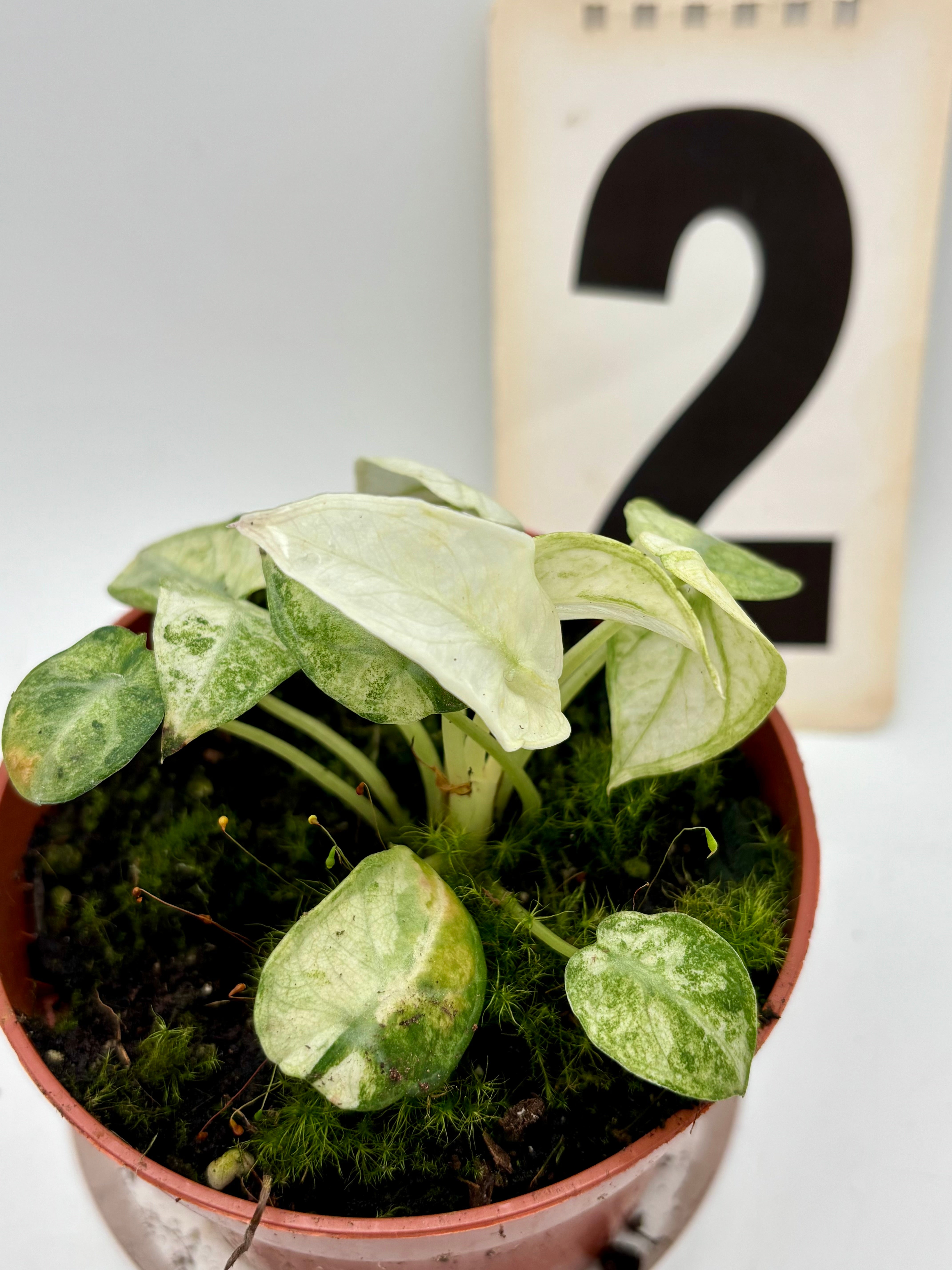 Alocasia Ninja Tricolor Variegata – Exotic-Flowers