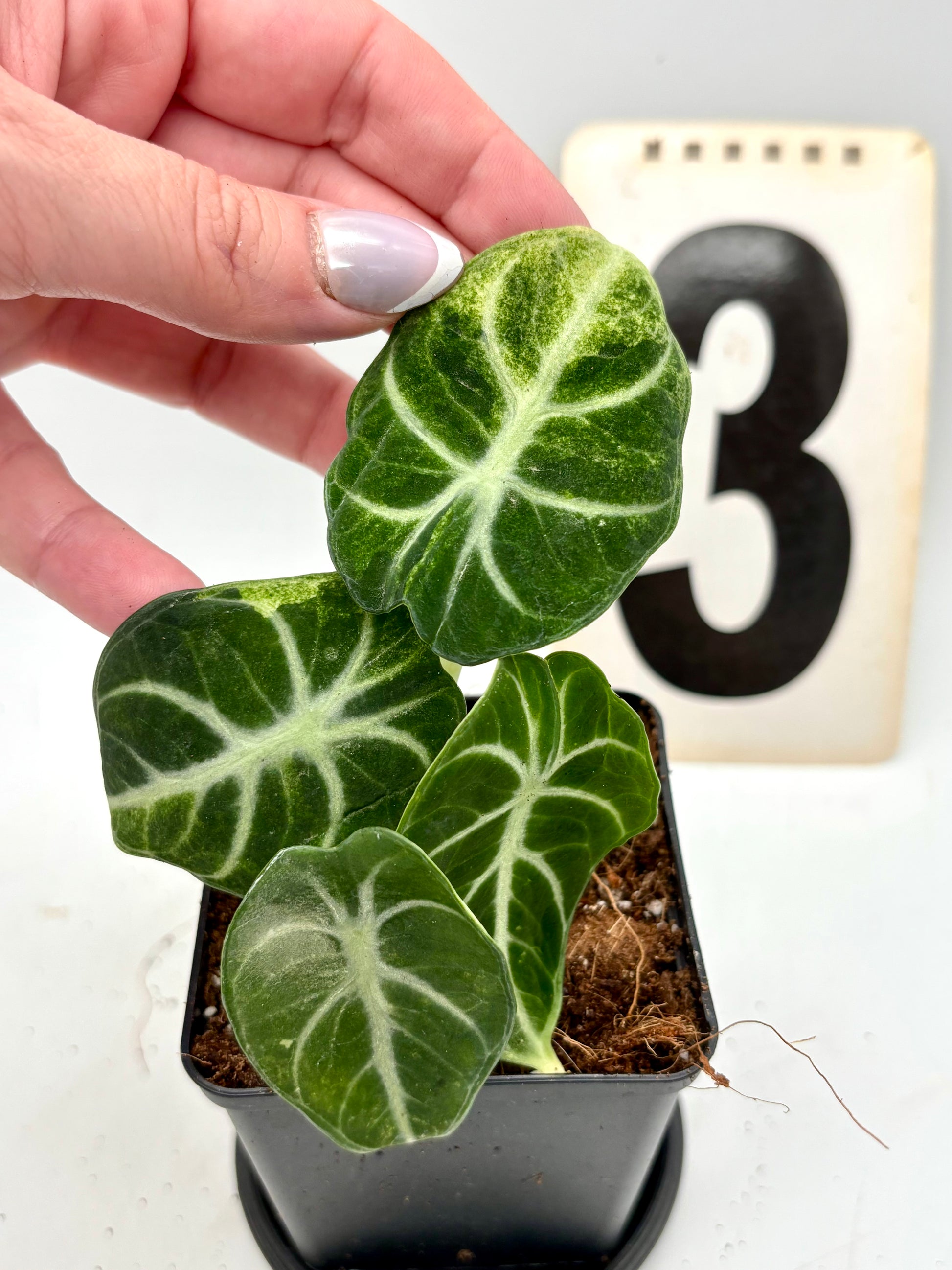 Alocasia Ninja Tricolor Variegata