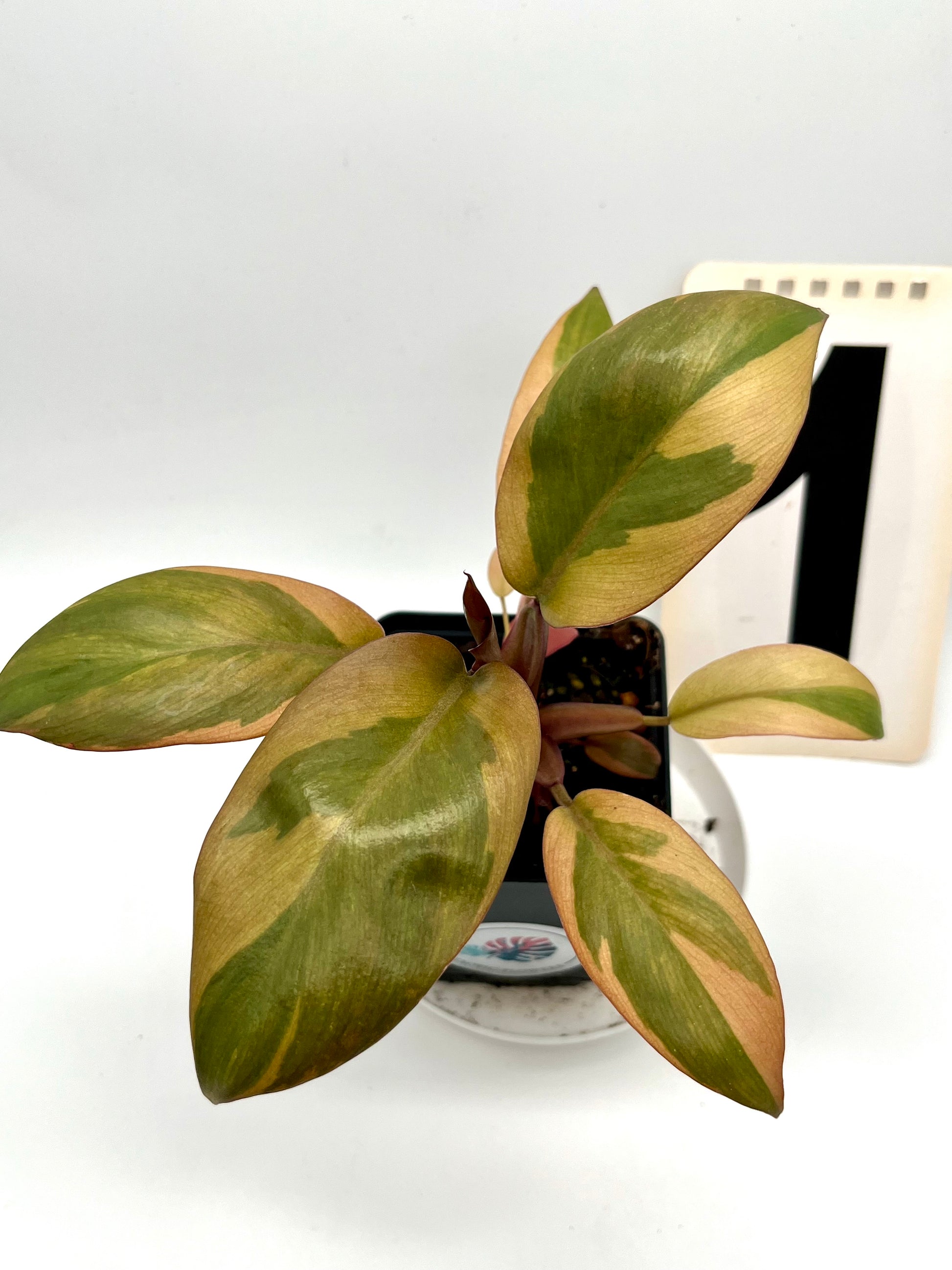 Philodendron Black Cardinal Variegata