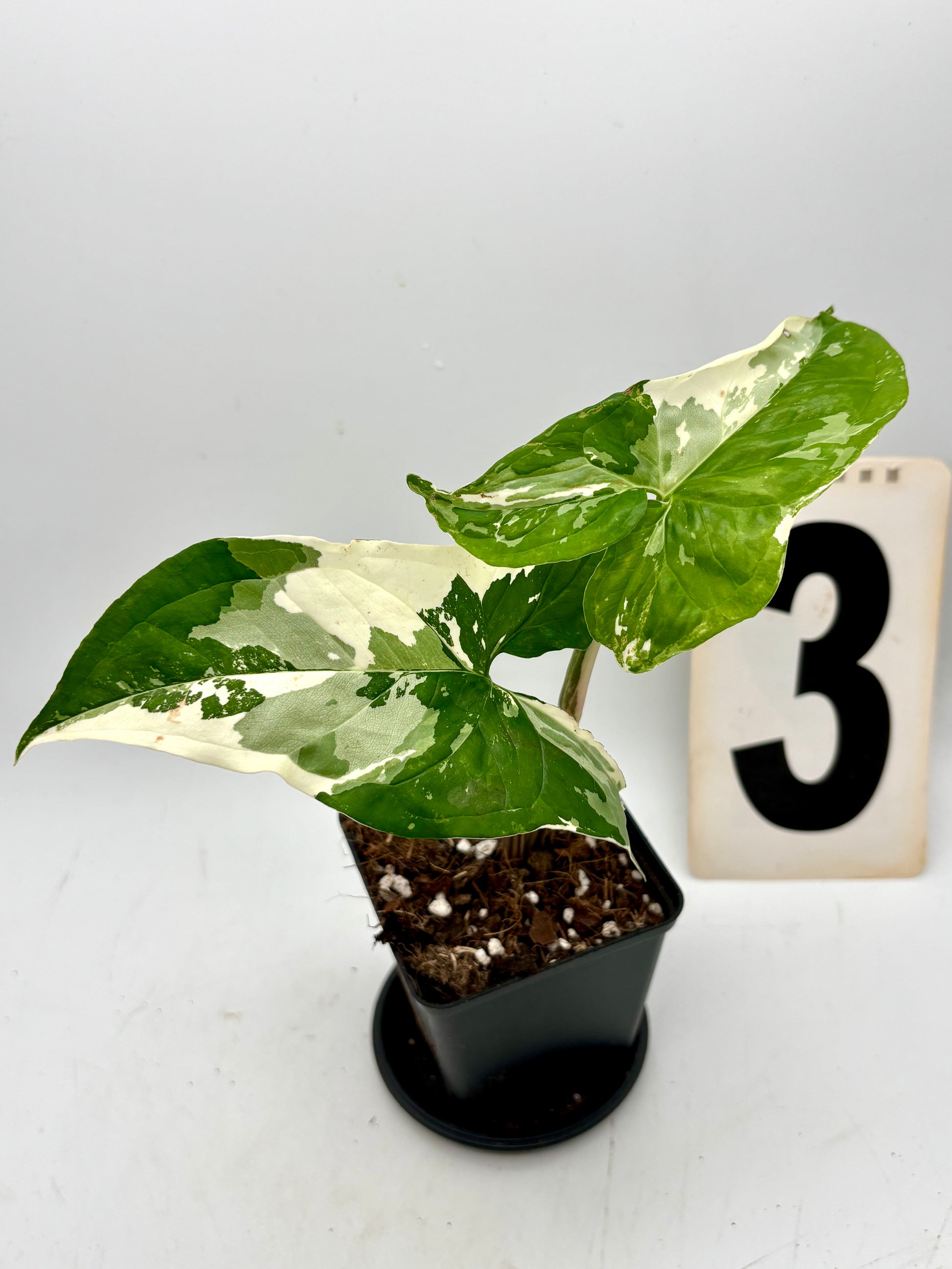 Syngonium Albo Variegata Pflanze mit grünen und weißen Blättern, Exotic-Flowers, indoor Zimmerpflanze