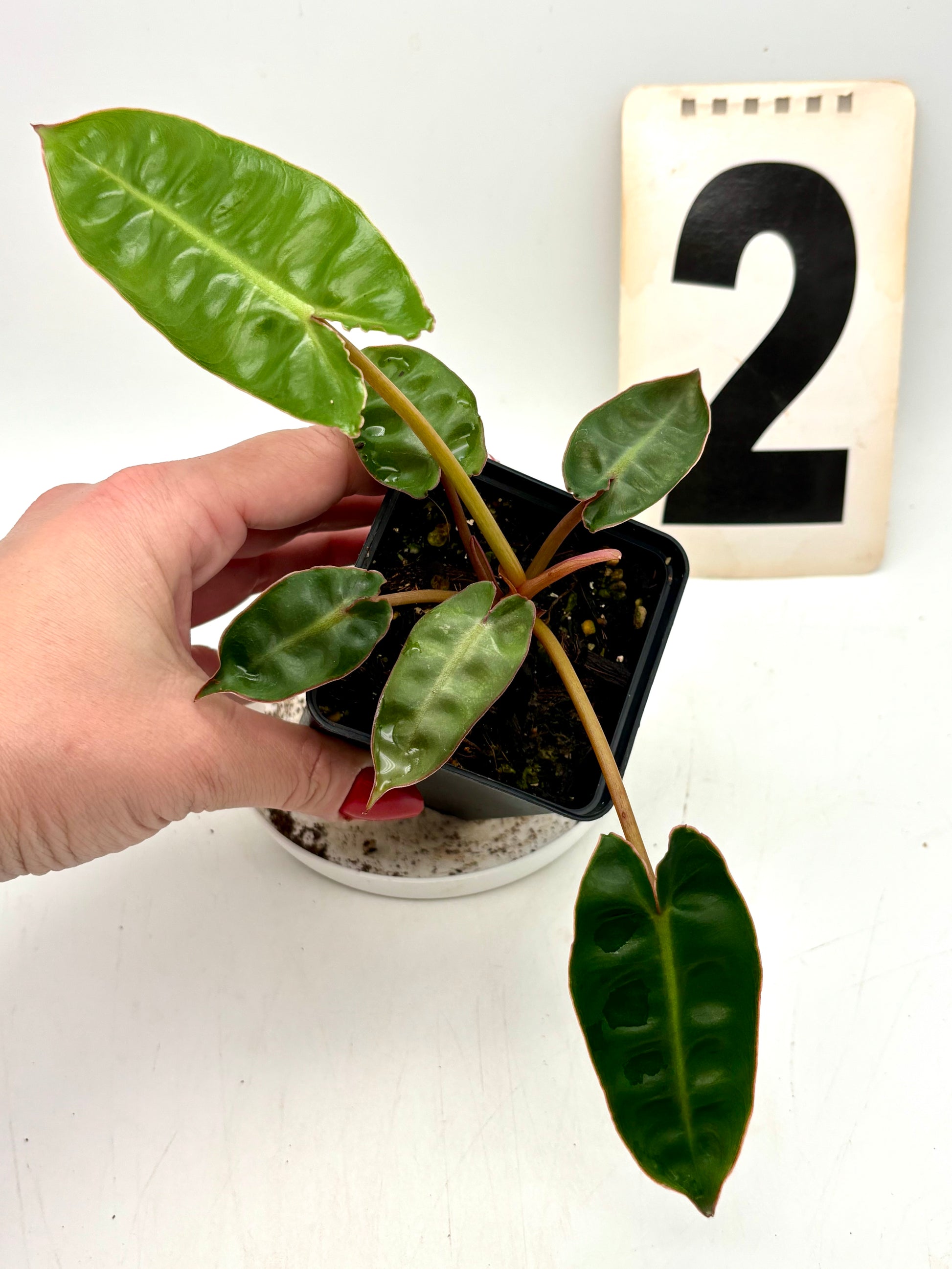 Philodendron Billietiae