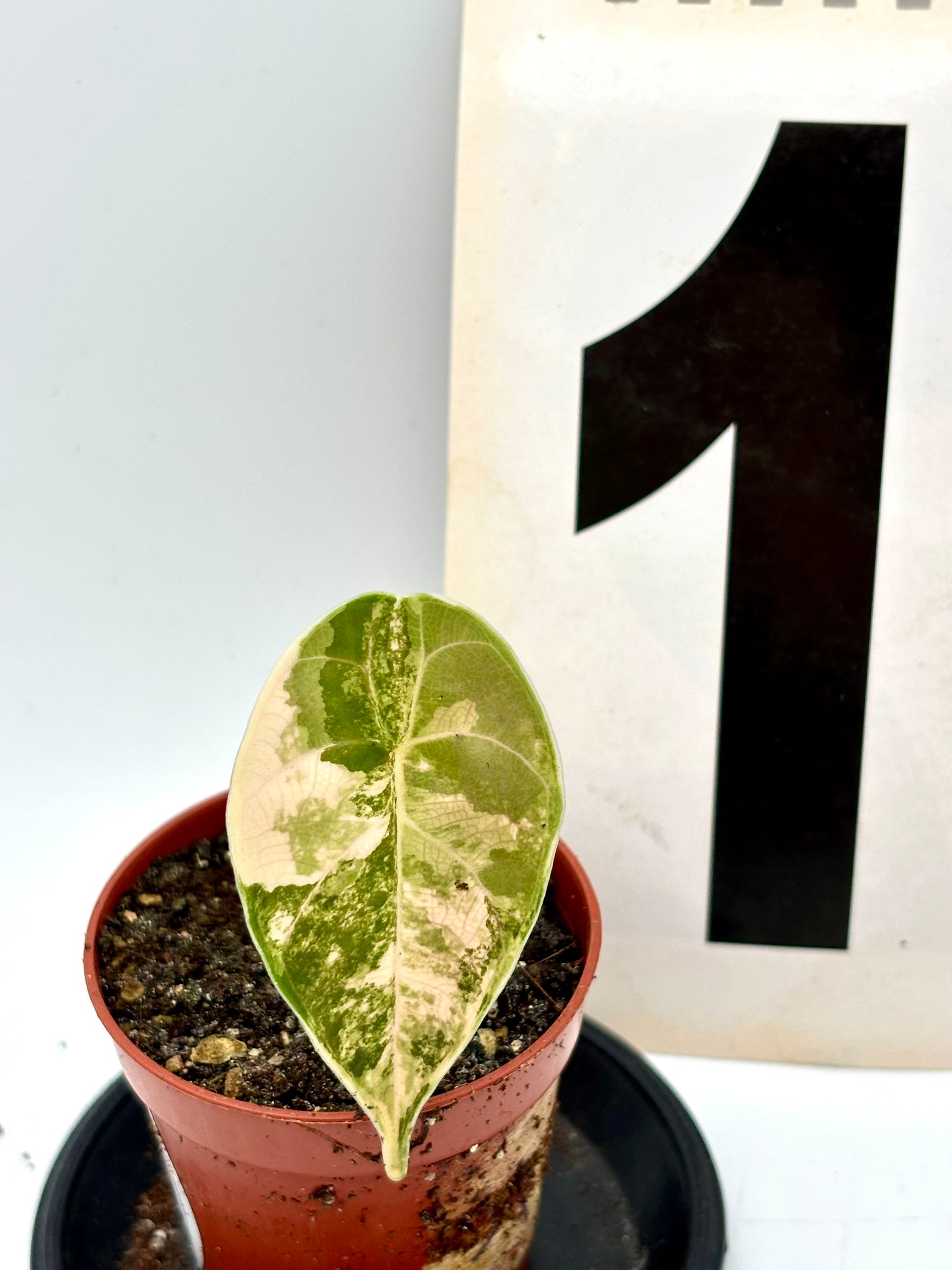 Alocasia Azlanii Aurea Variegata