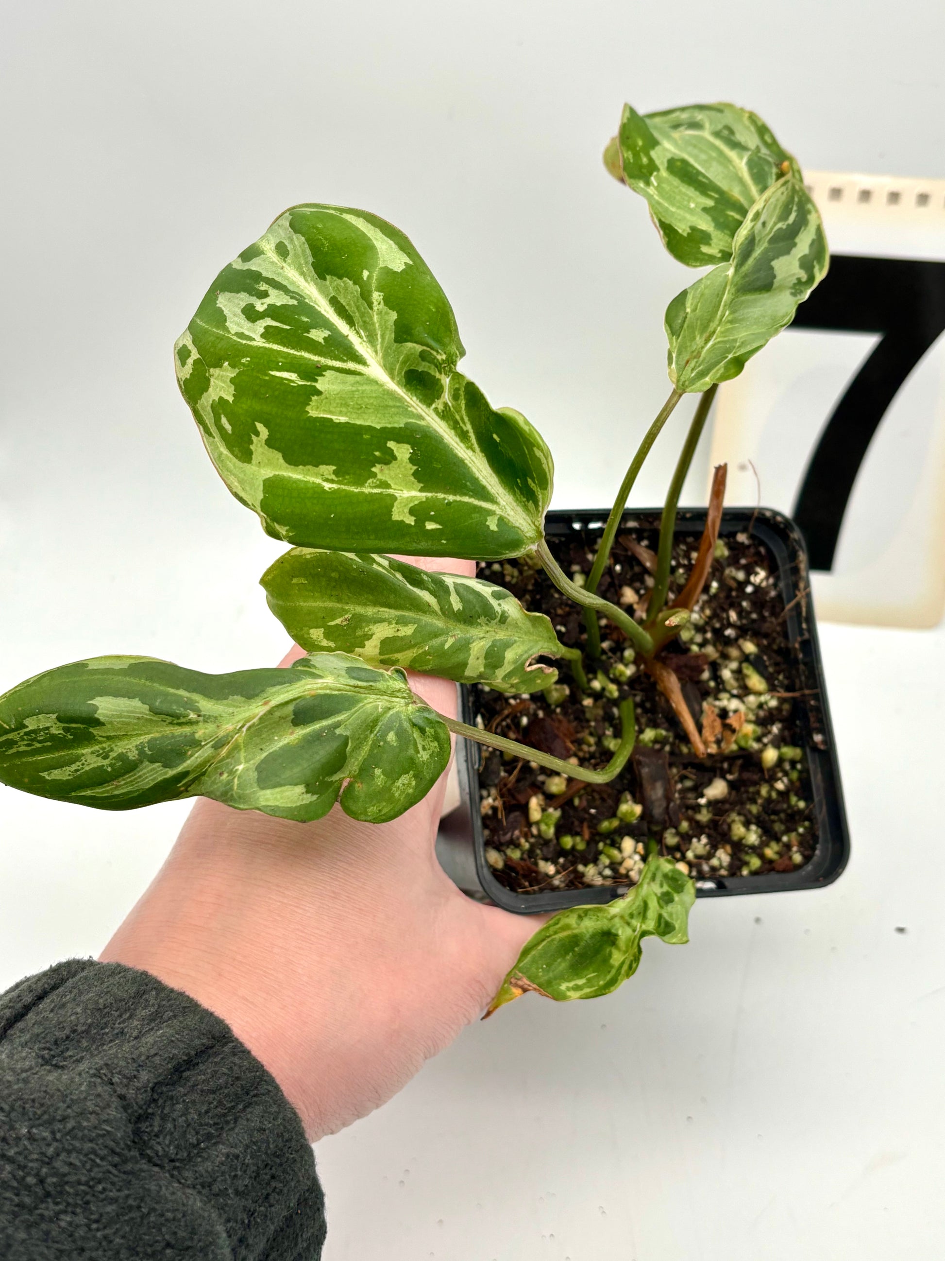 Philodendron Gloriosum Variegata / Snow Leopard
