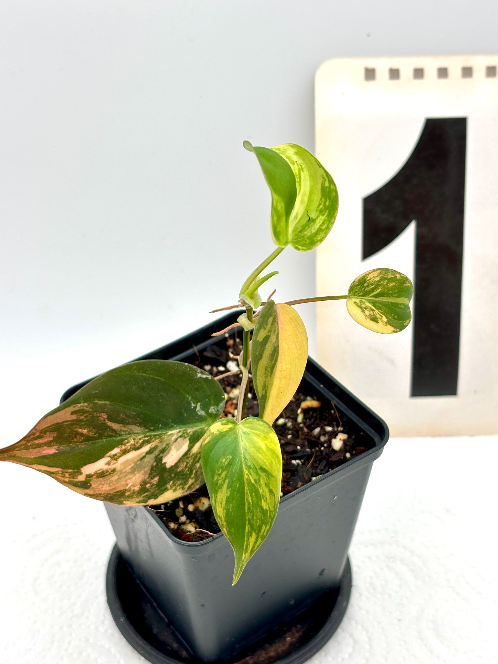 Philodendron Micans Variegata