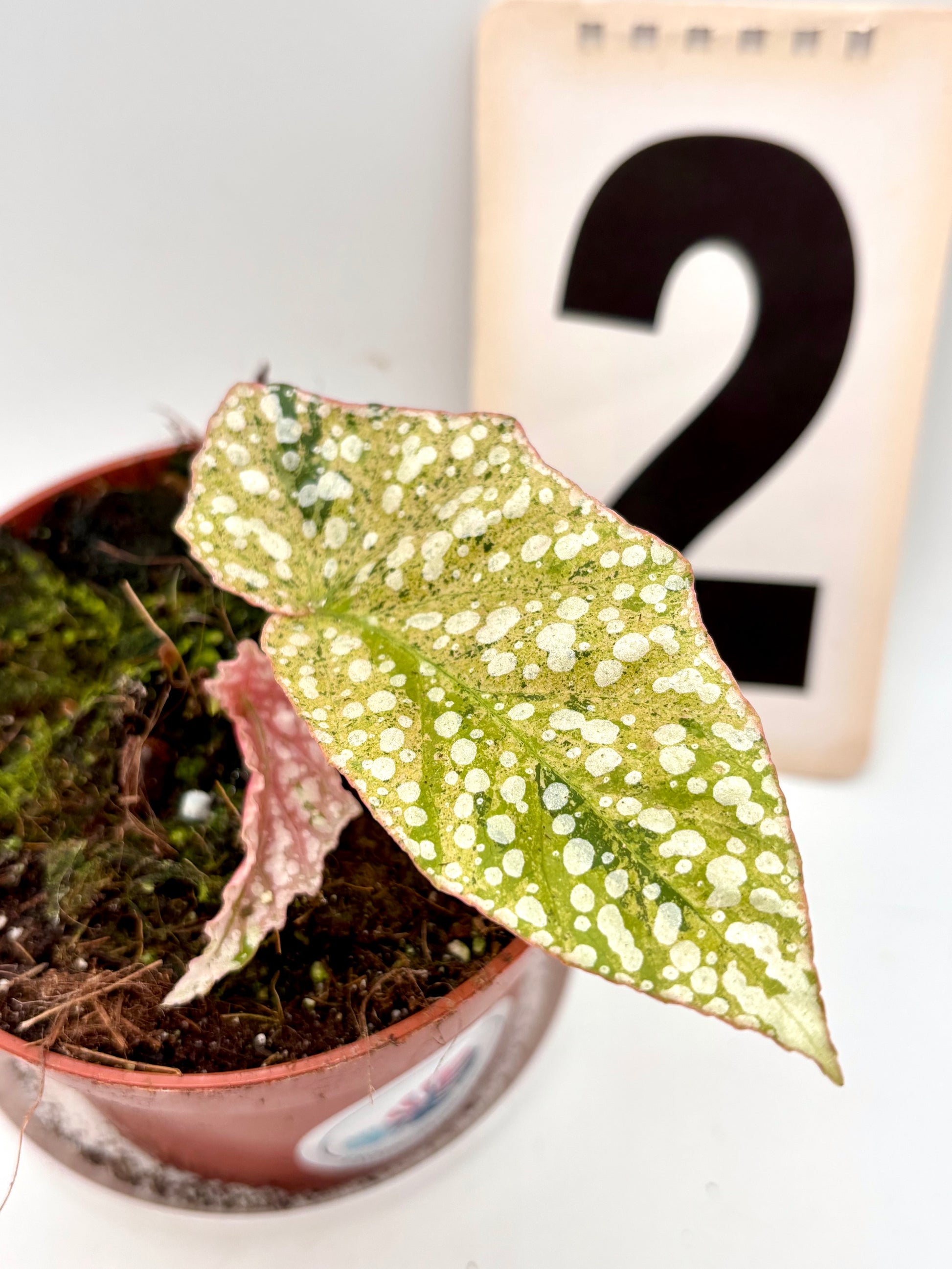 Begonia Snowcap Variegata