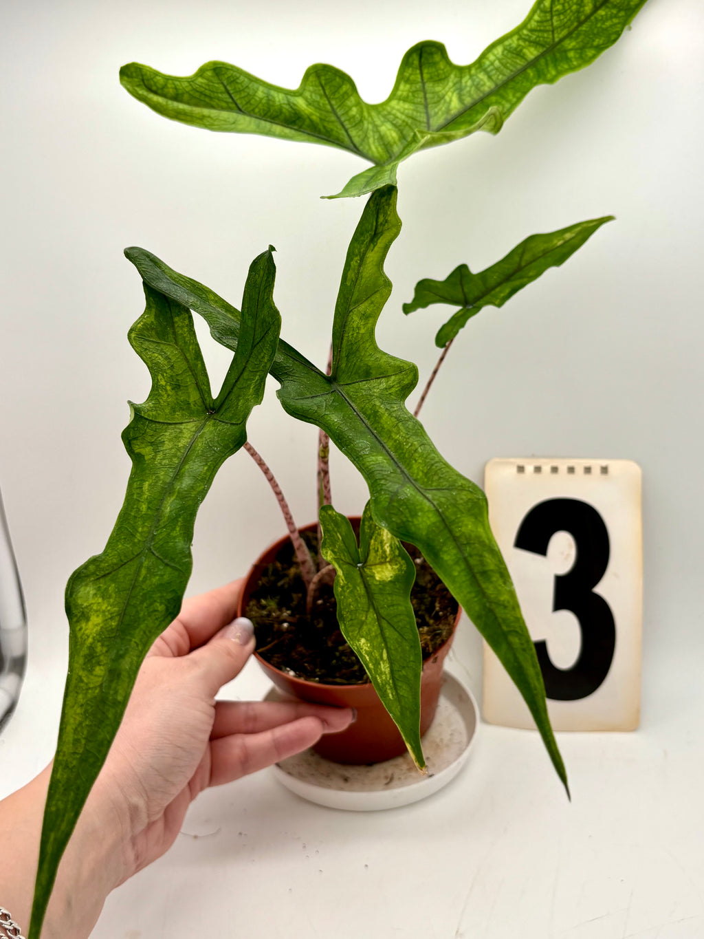 Alocasia Sabrina Variegata - Exotic-Flowers