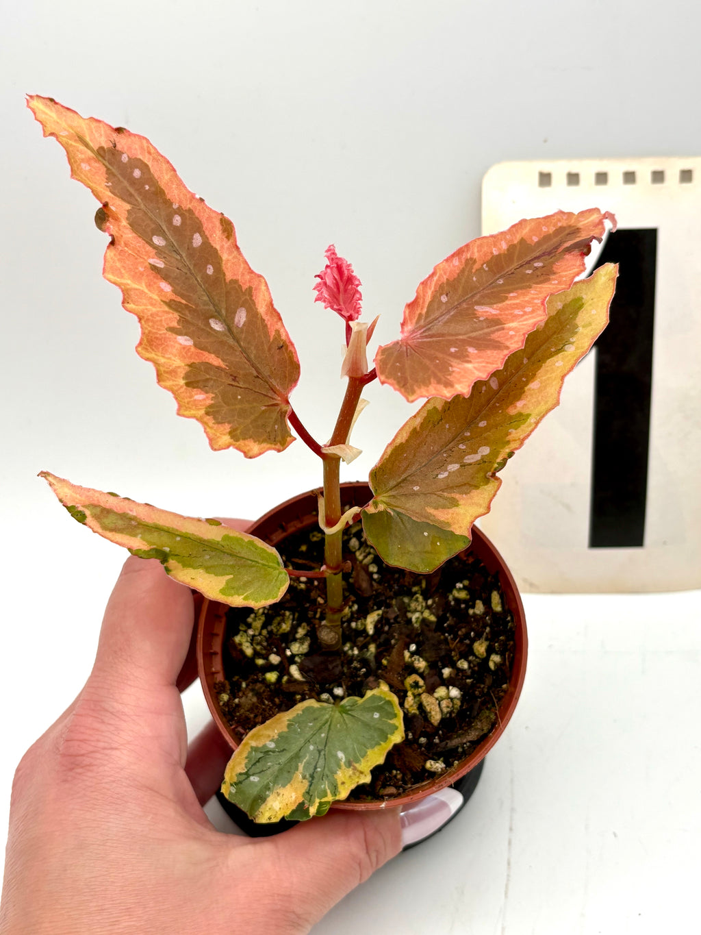 Begonia Dainty Spray Sport Variegata von Exotic-Flowers, mehrfarbige Blätter und zarte Blüten, Topfpflanze für den Innenbereich