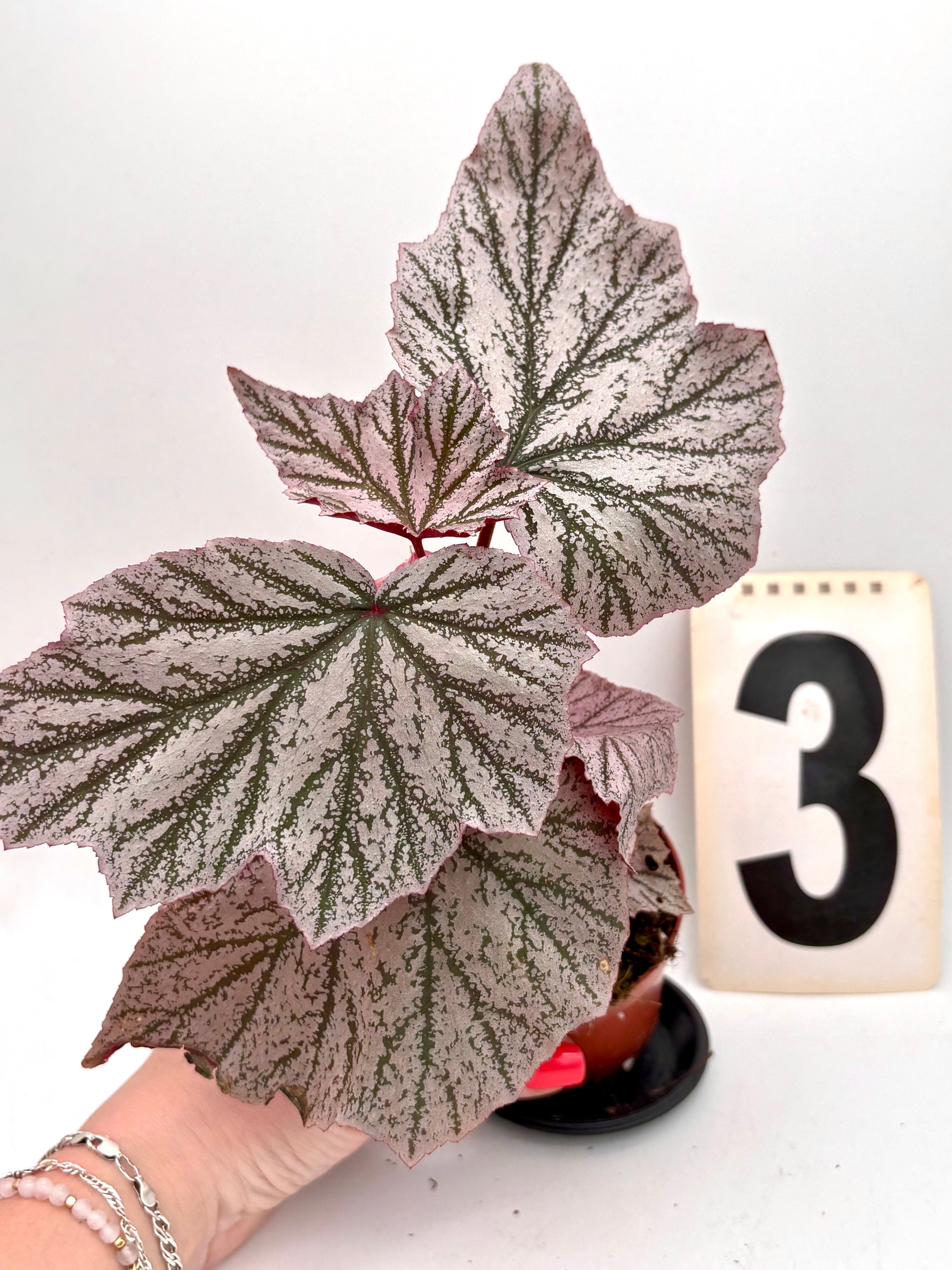 Bengonia Pink Minx Pflanze von Exotic-Flowers mit rosa Blüten und grünen Blättern, in Topf fotografiert