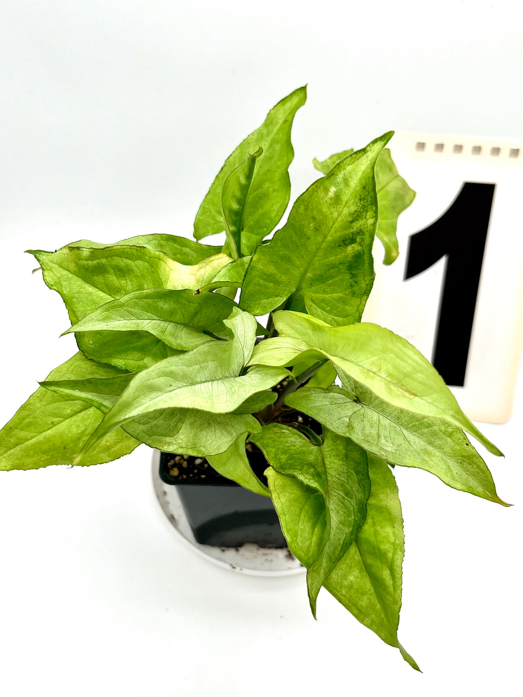 Syngonium Ngern Lai Ma (Nguengi Laima)