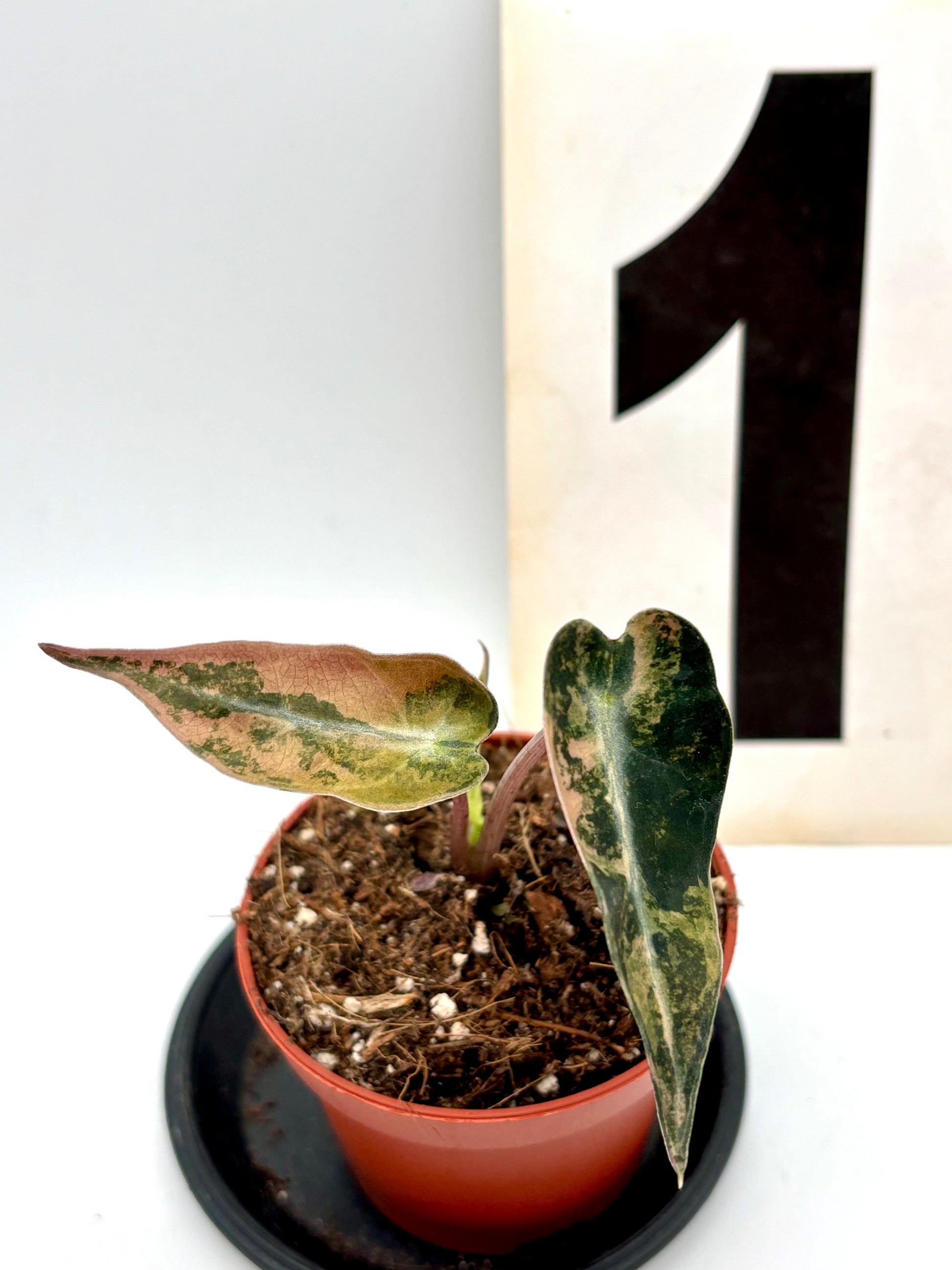 Alocasia Bambino Aurea Variegata Pflanze von Exotic-Flowers mit grünen und gelben variierten Blättern