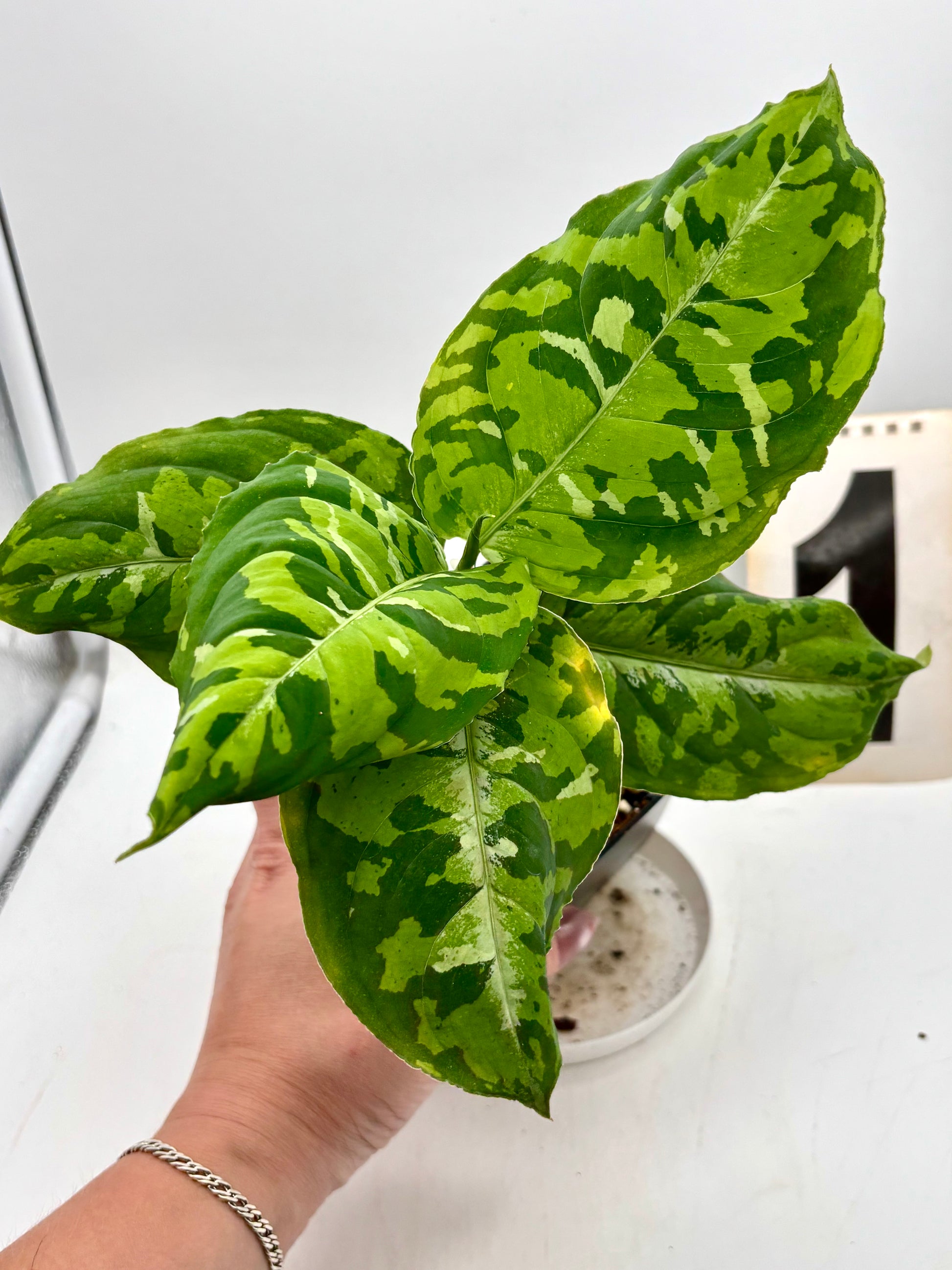 Aglaonema Pictum Tricolor
