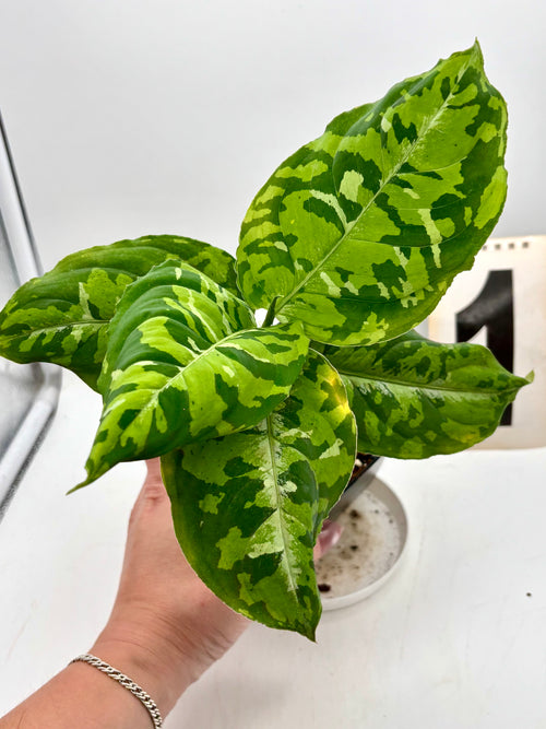 Aglaonema Pictum Tricolor