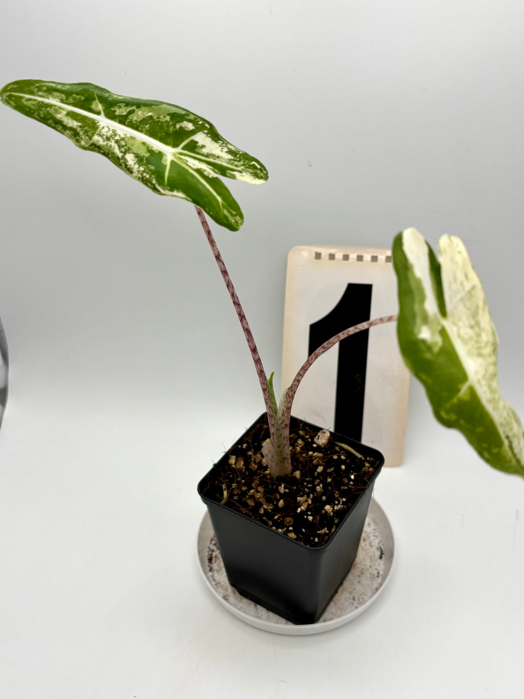 Alocasia Sarian Albo Variegata