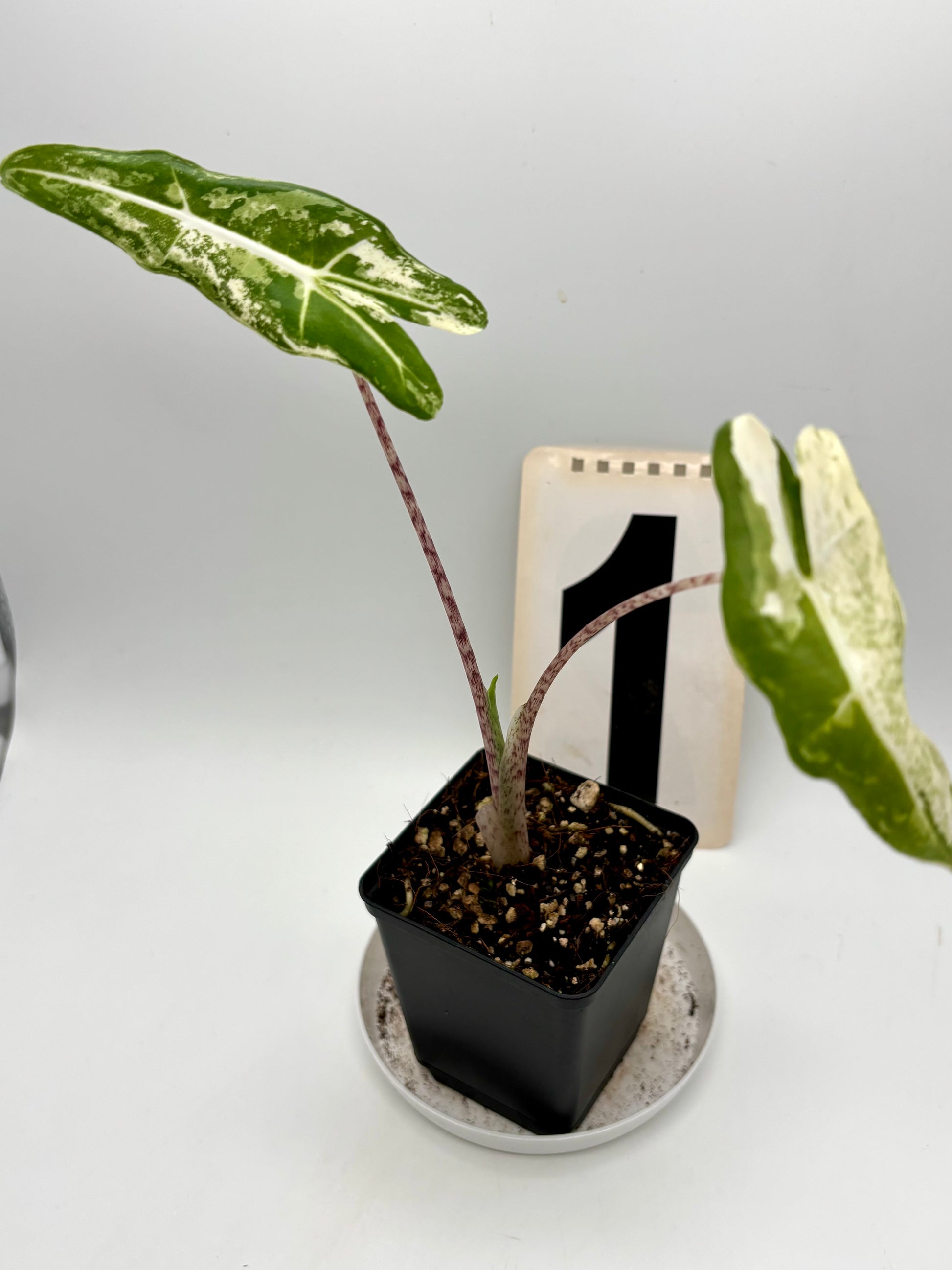Alocasia Sarian Albo Variegata