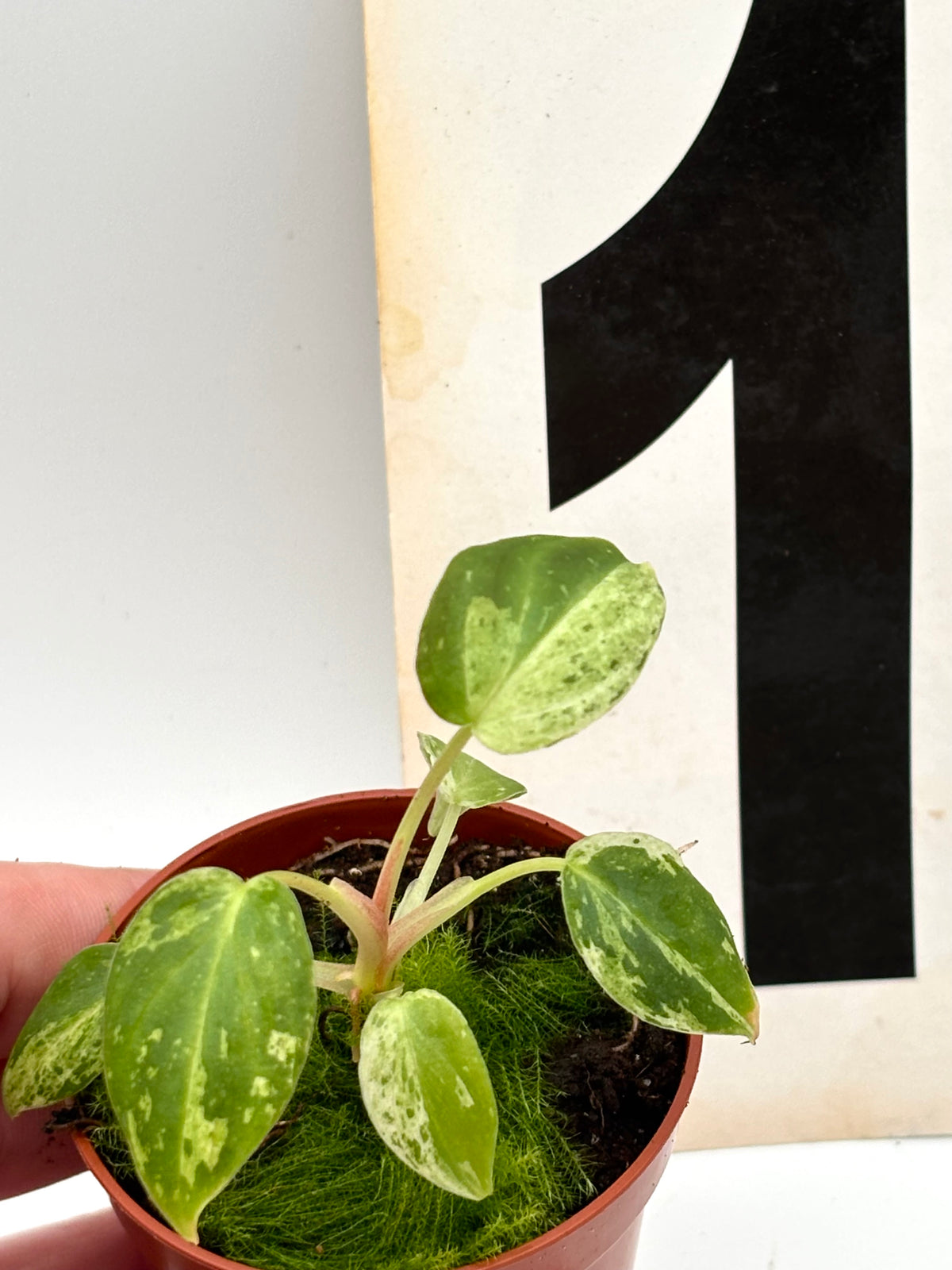 Philodendron Verrucosum Mint Variegata, exotische Zimmerpflanze mit grün-weißen Blättern, gesunde Blattstruktur, Nahaufnahme