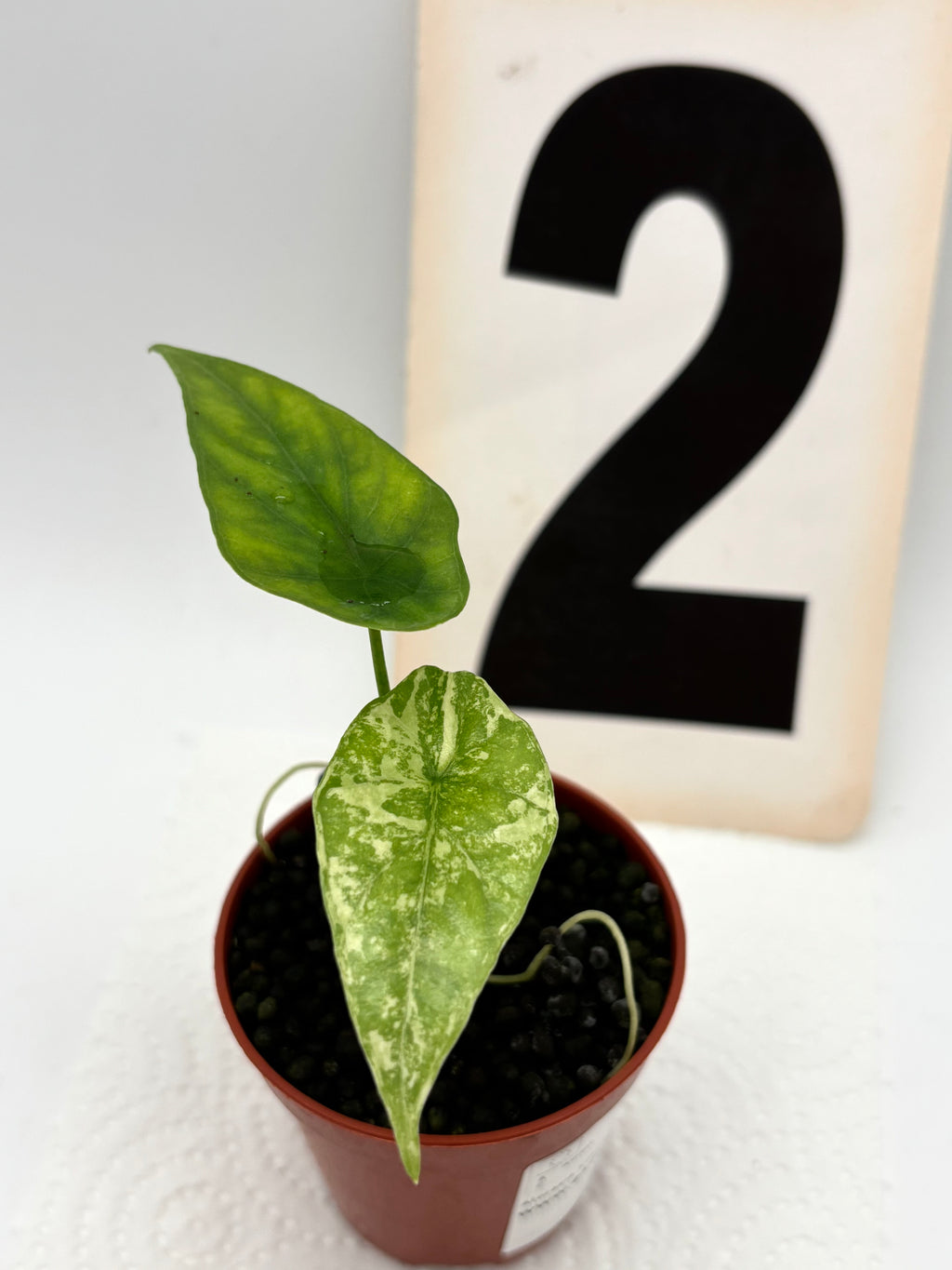 Alocasia Simpo Albo Variegata