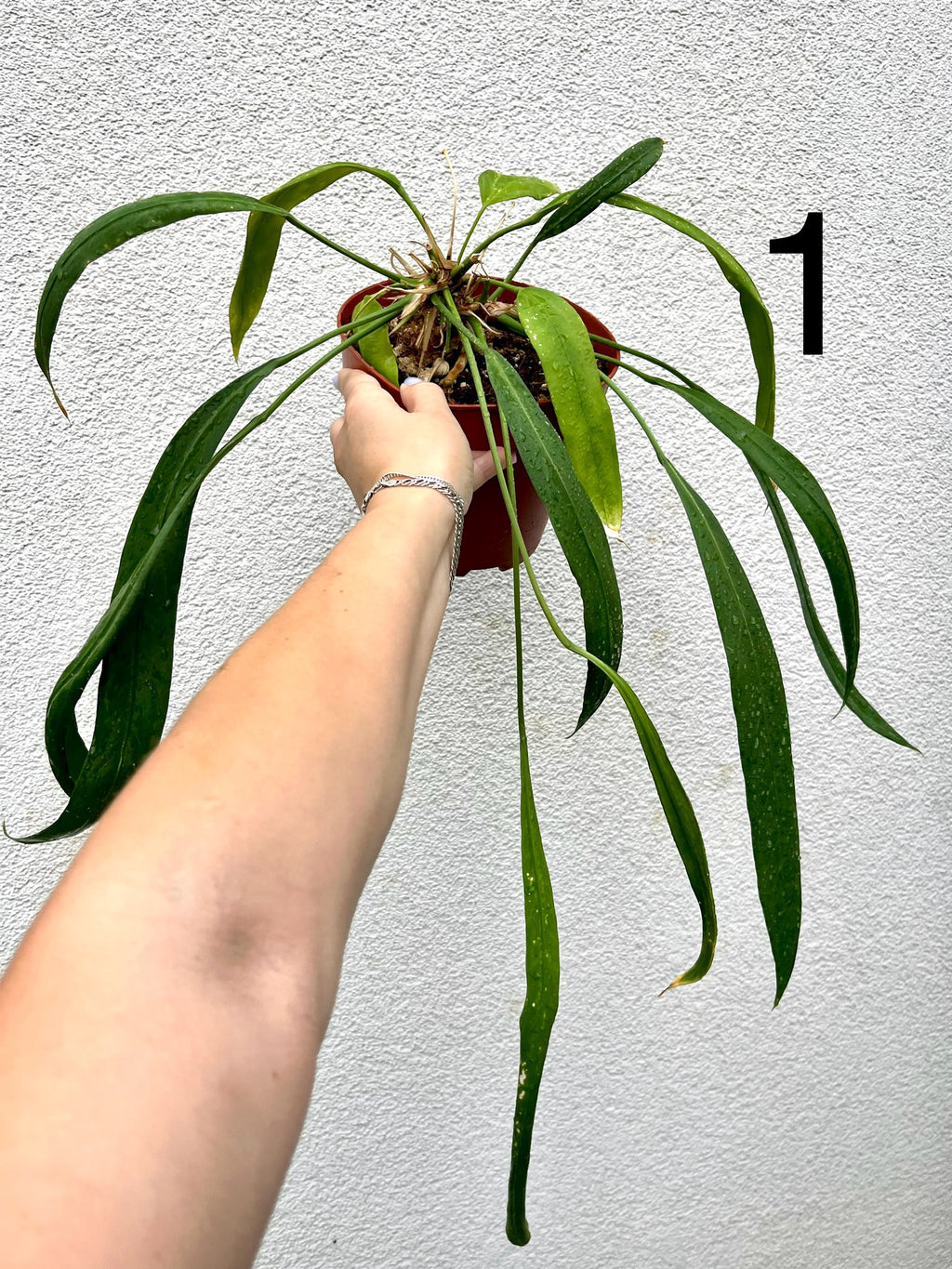 Anthurium Vittarifolium