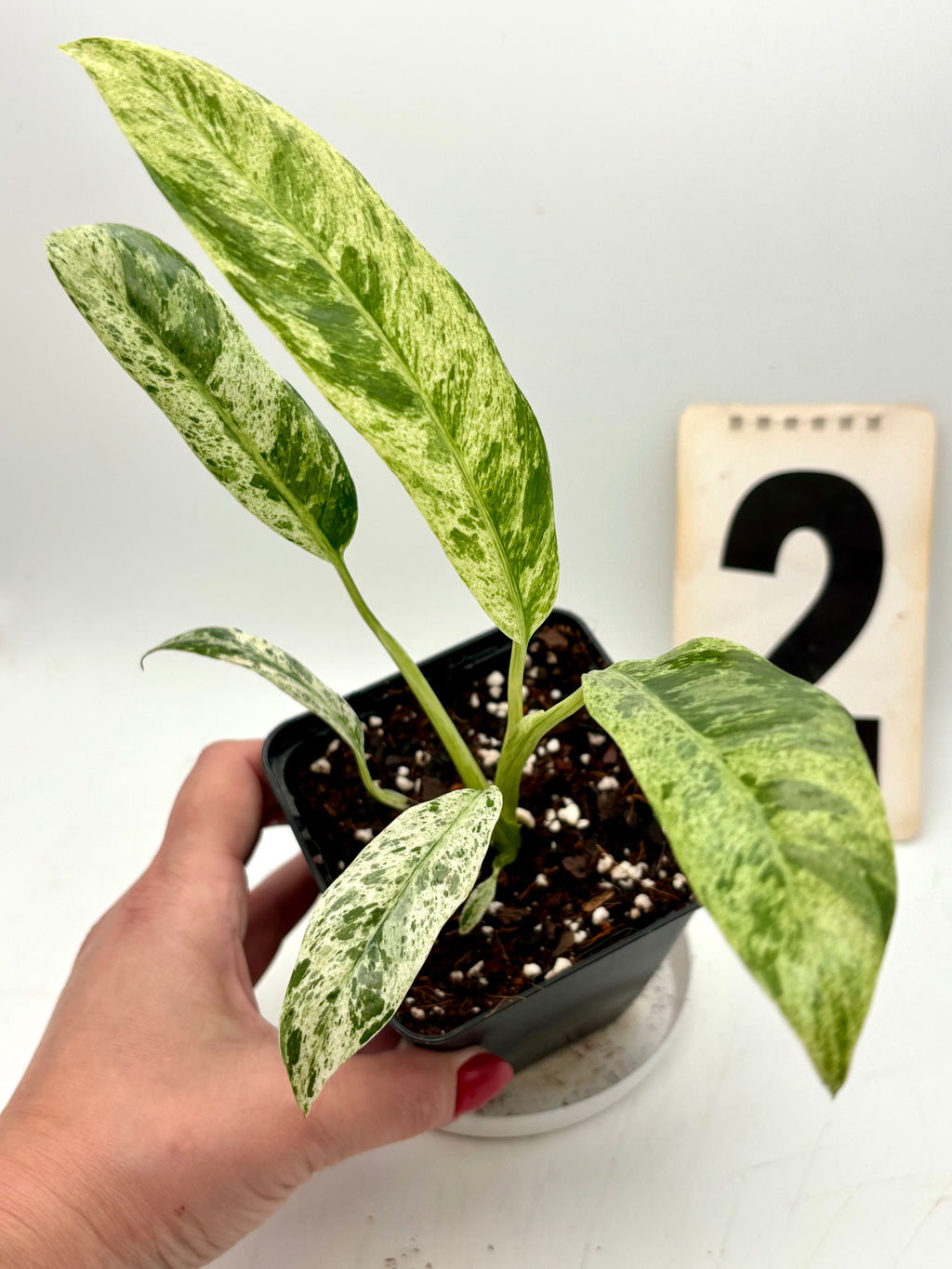 Epipremnum Giganteum Variegata