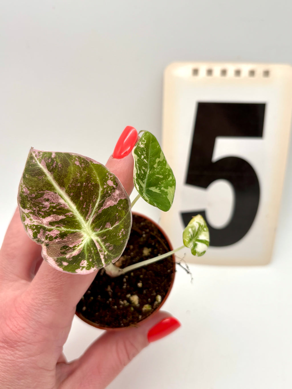 Alocasia Black Velvet Variegata
