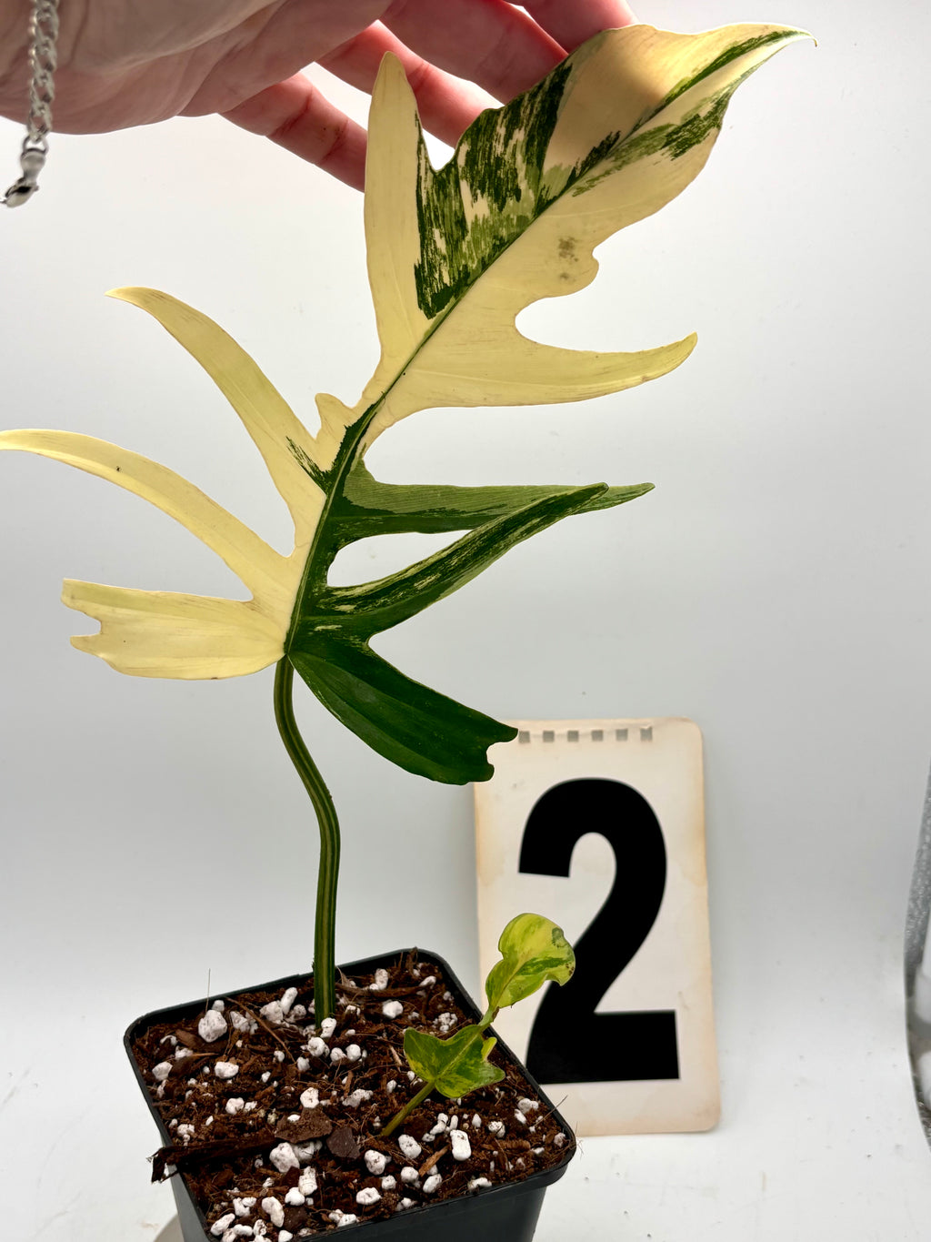 Exotischer Philodendron Tortum Variegata x Florida Beauty mit grünen und variegierten Blättern, im Top auf einem Holztisch.
