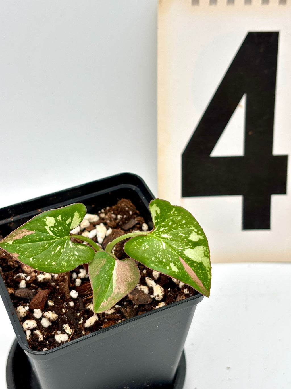 Syngonium Red Spot Tricolor