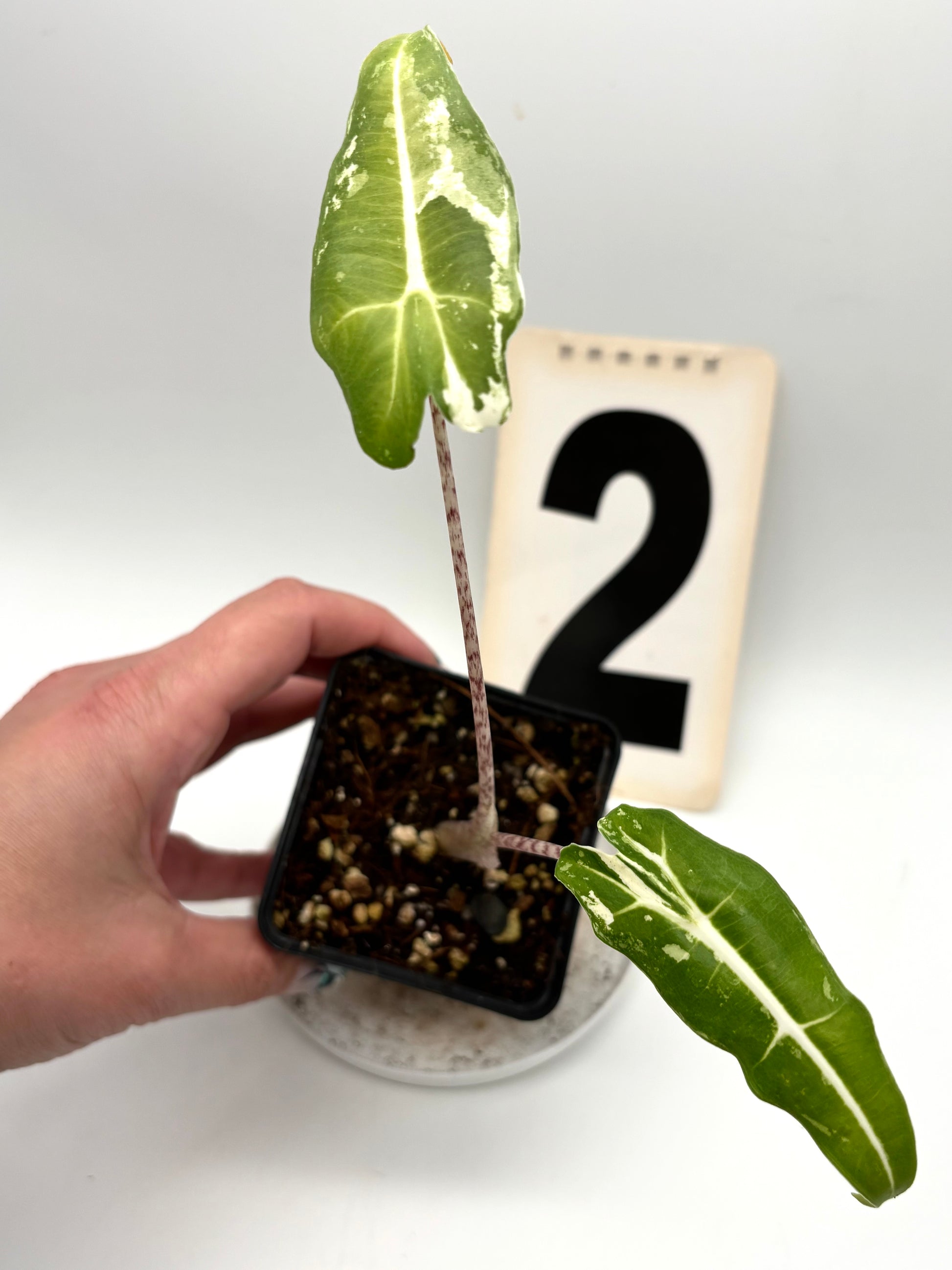 Alocasia Sarian Albo Variegata