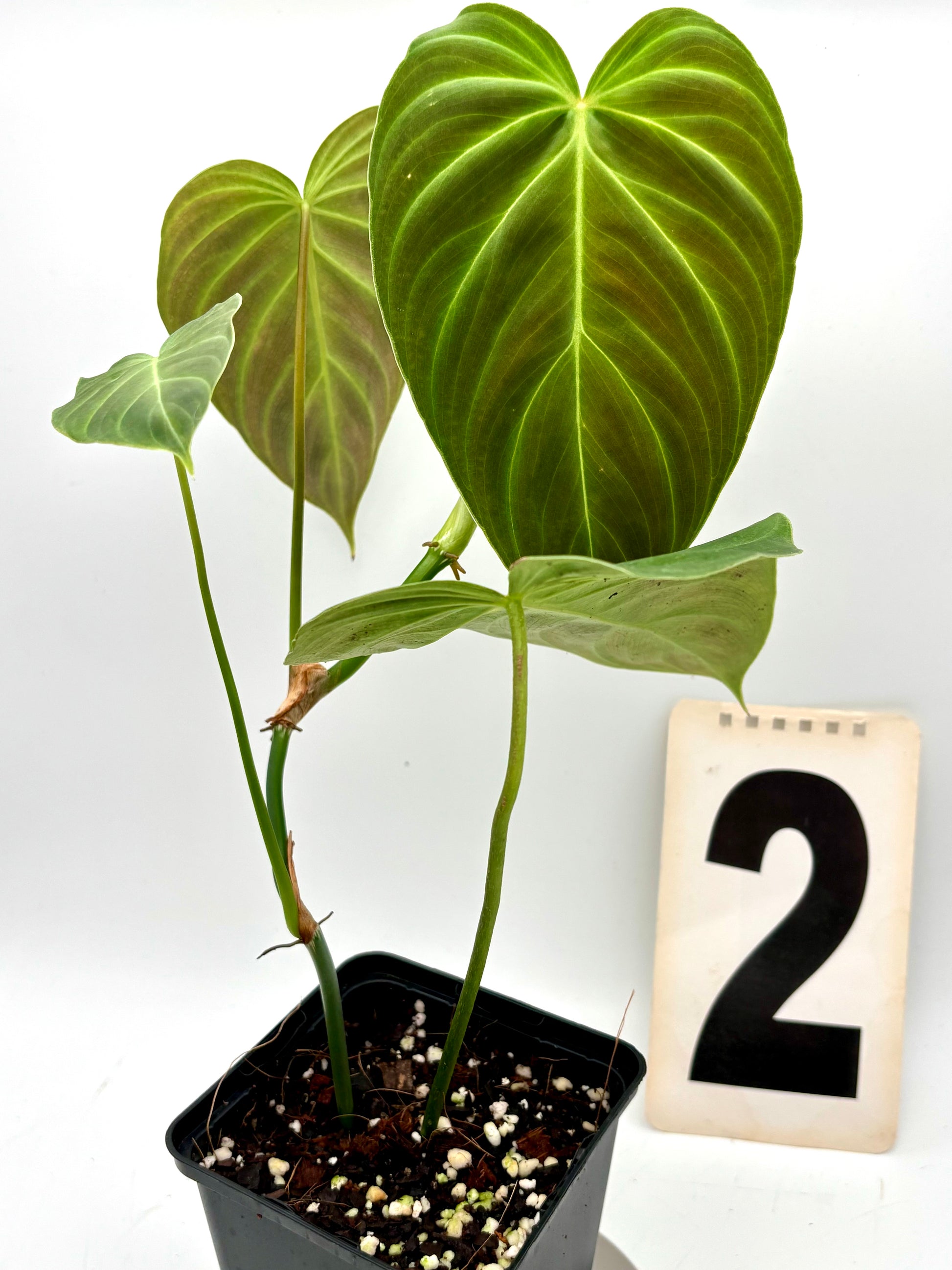 Grüner Philodendron Splendid von Exotic-Flowers mit großen, glänzenden Blättern, top gepflegt und frisch im Topf.