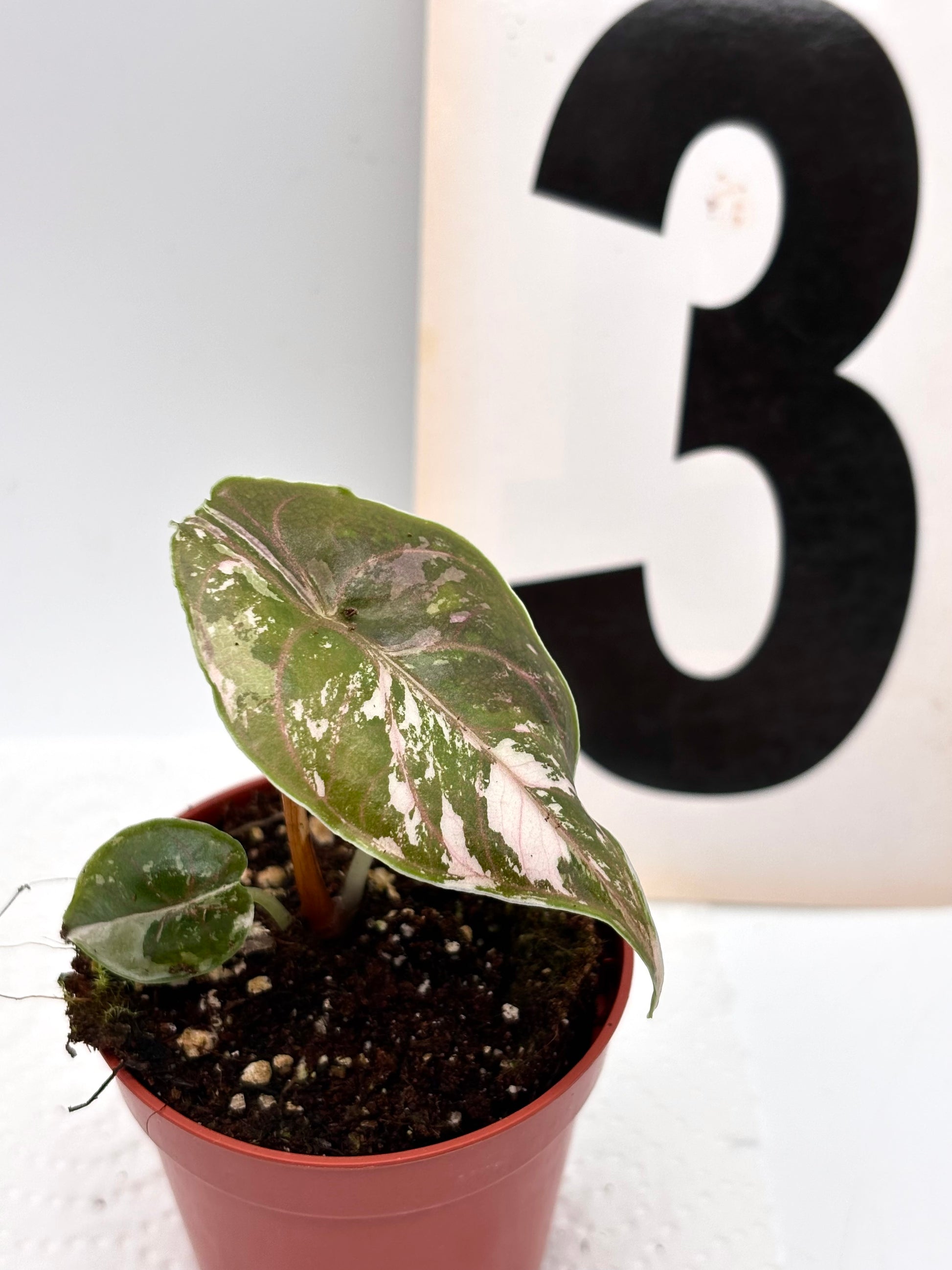 Alocasia Azlanii Variegata