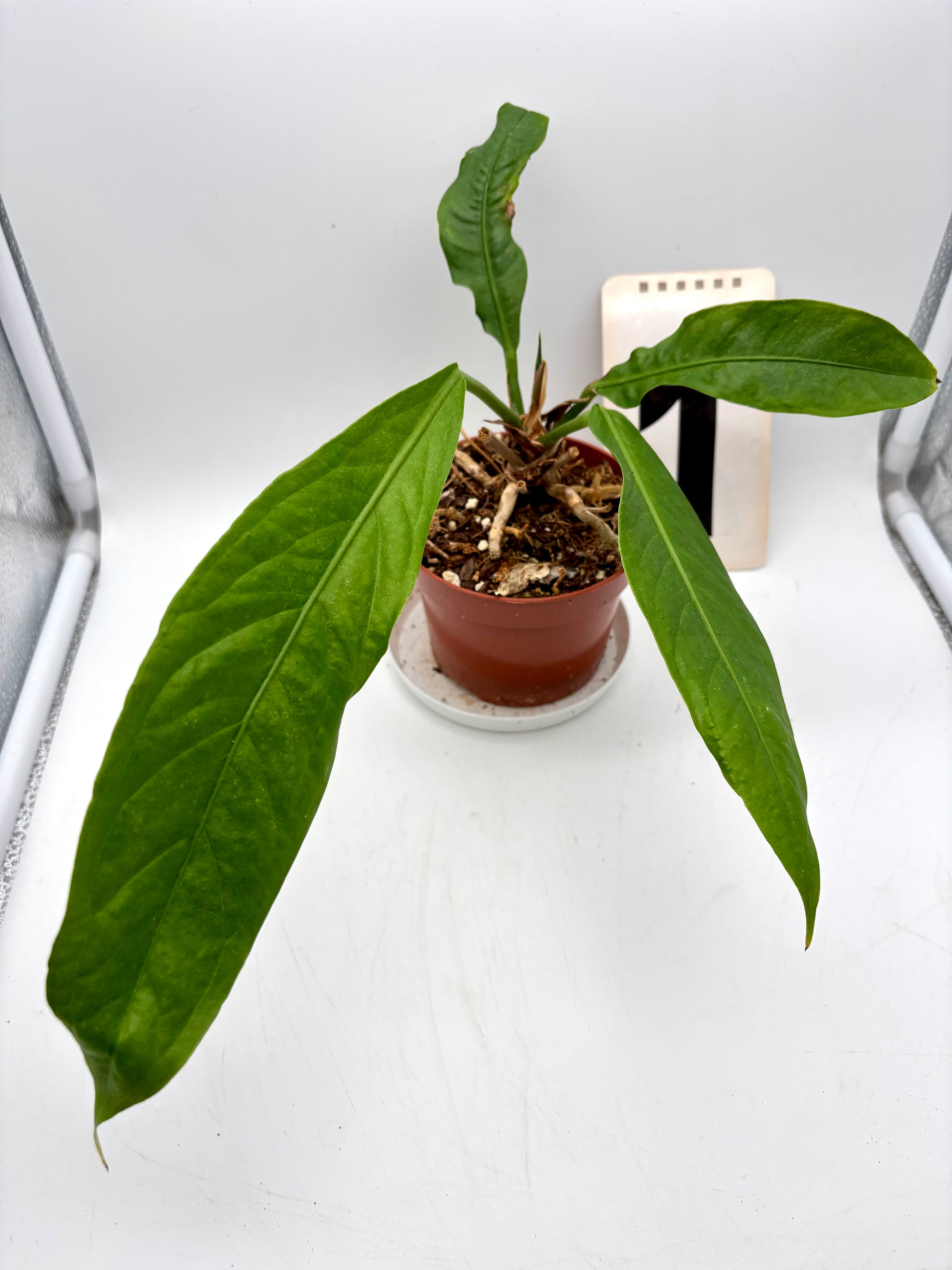 Großer Anthurium Big Bill von Exotic-Flowers mit glänzenden, herzförmigen roten Blättern und auffälliger Blüte.